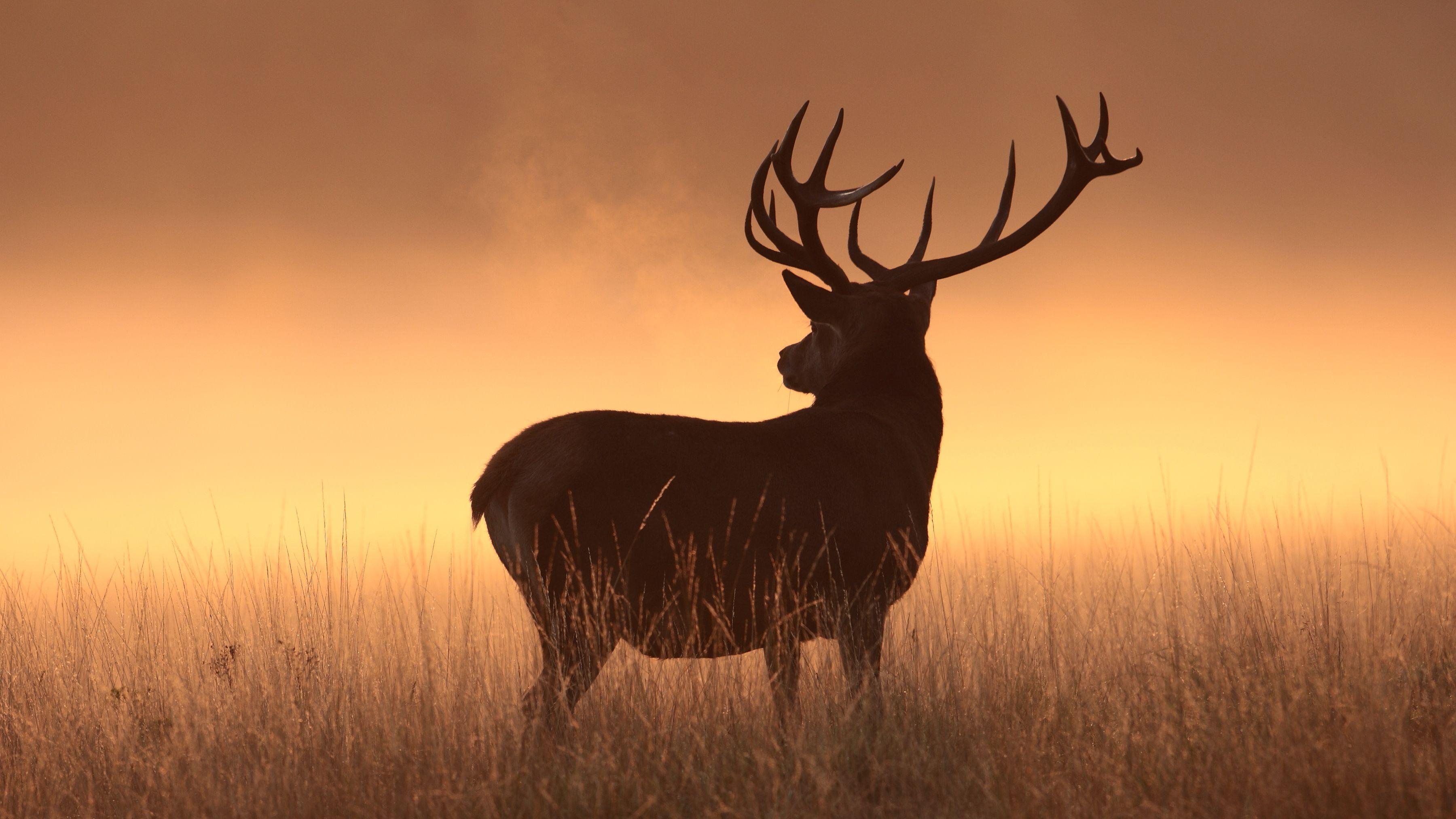 Wallpaper Deer, Silhouette, HD, Animals