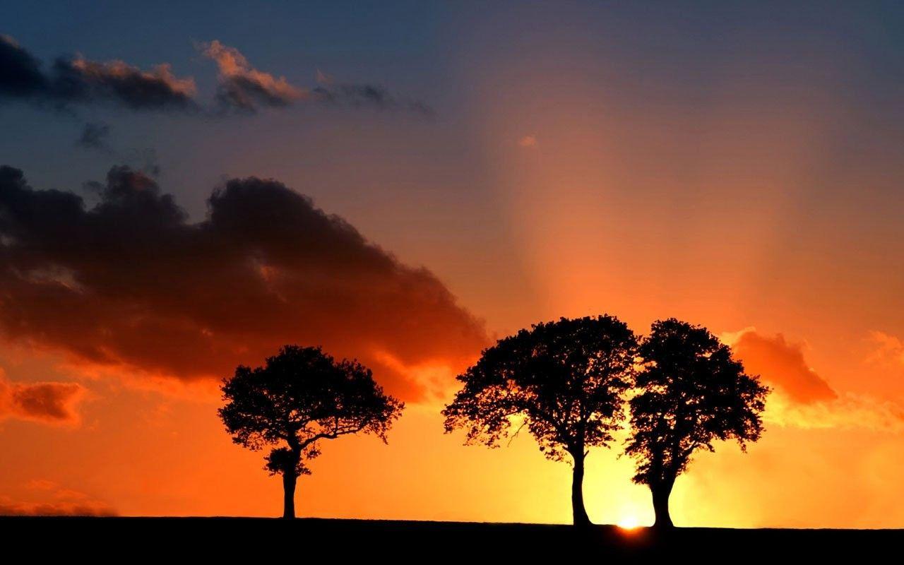 Sunset Tree Trees Silhouette Siluet Computer Wallpaper Beach