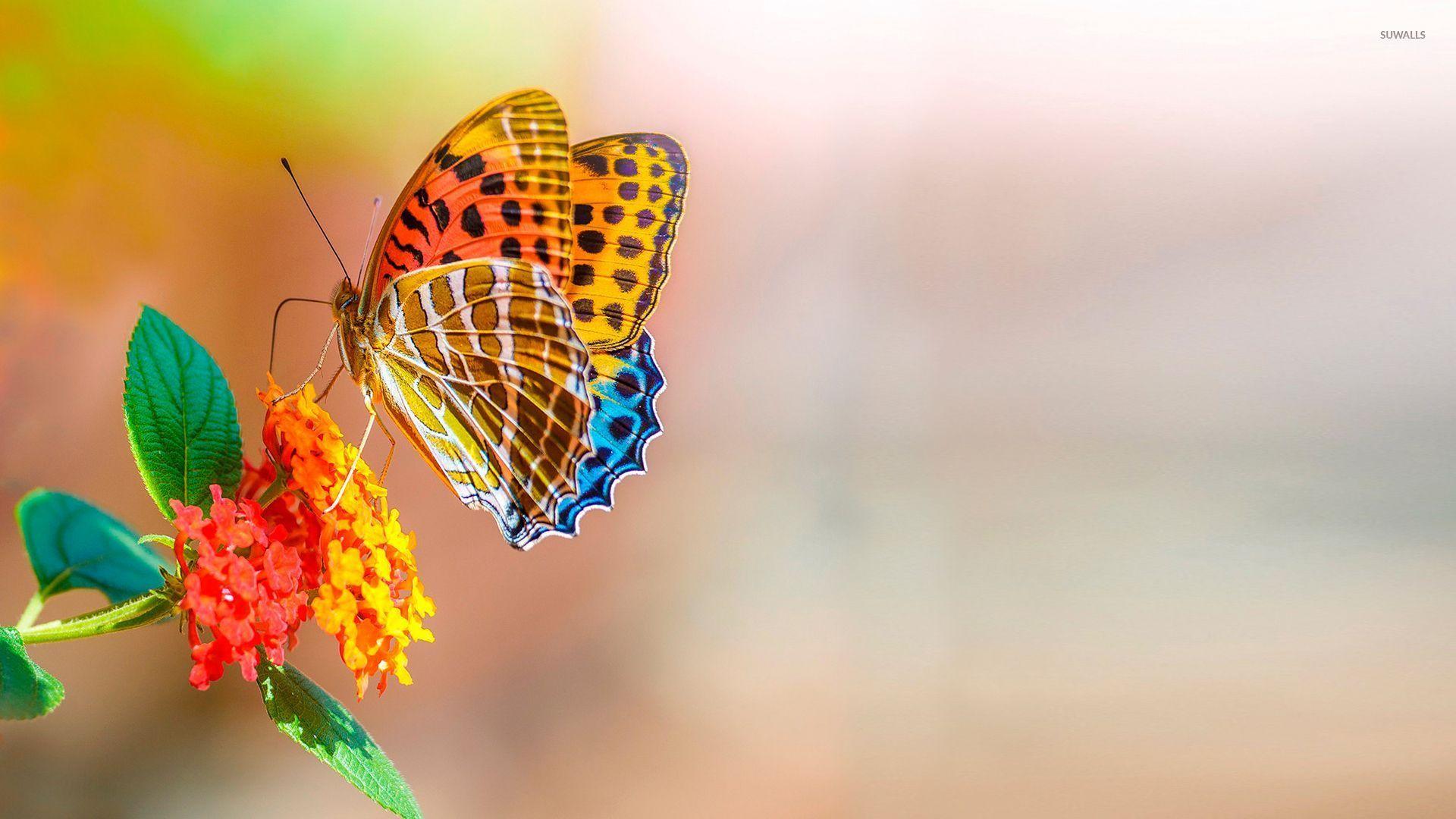 Colorful butterfly wallpaper wallpaper