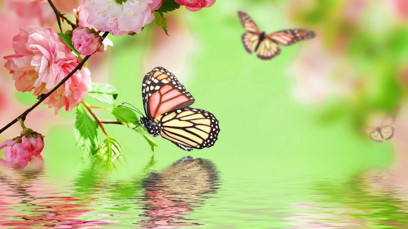 Butterfly Image iPhone HD Wallpaper