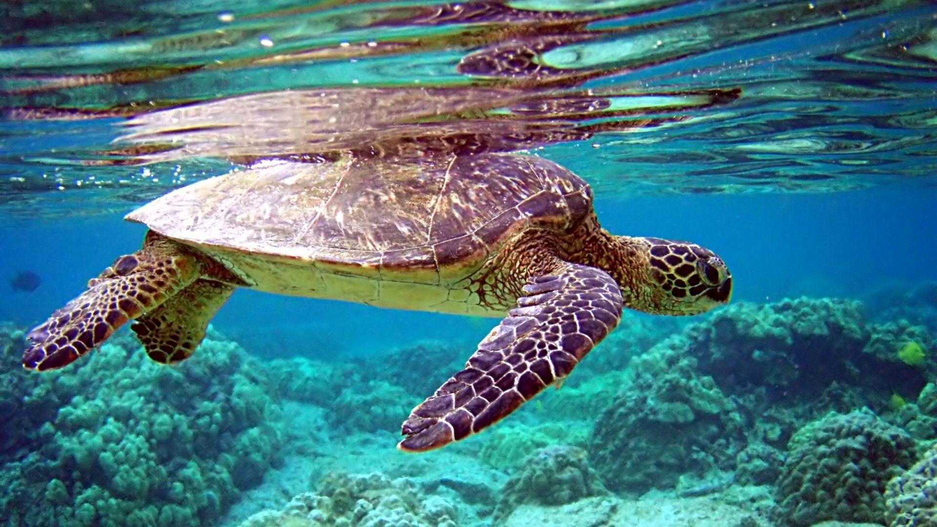 Huge Beach Turtle Full HD Wallpaper