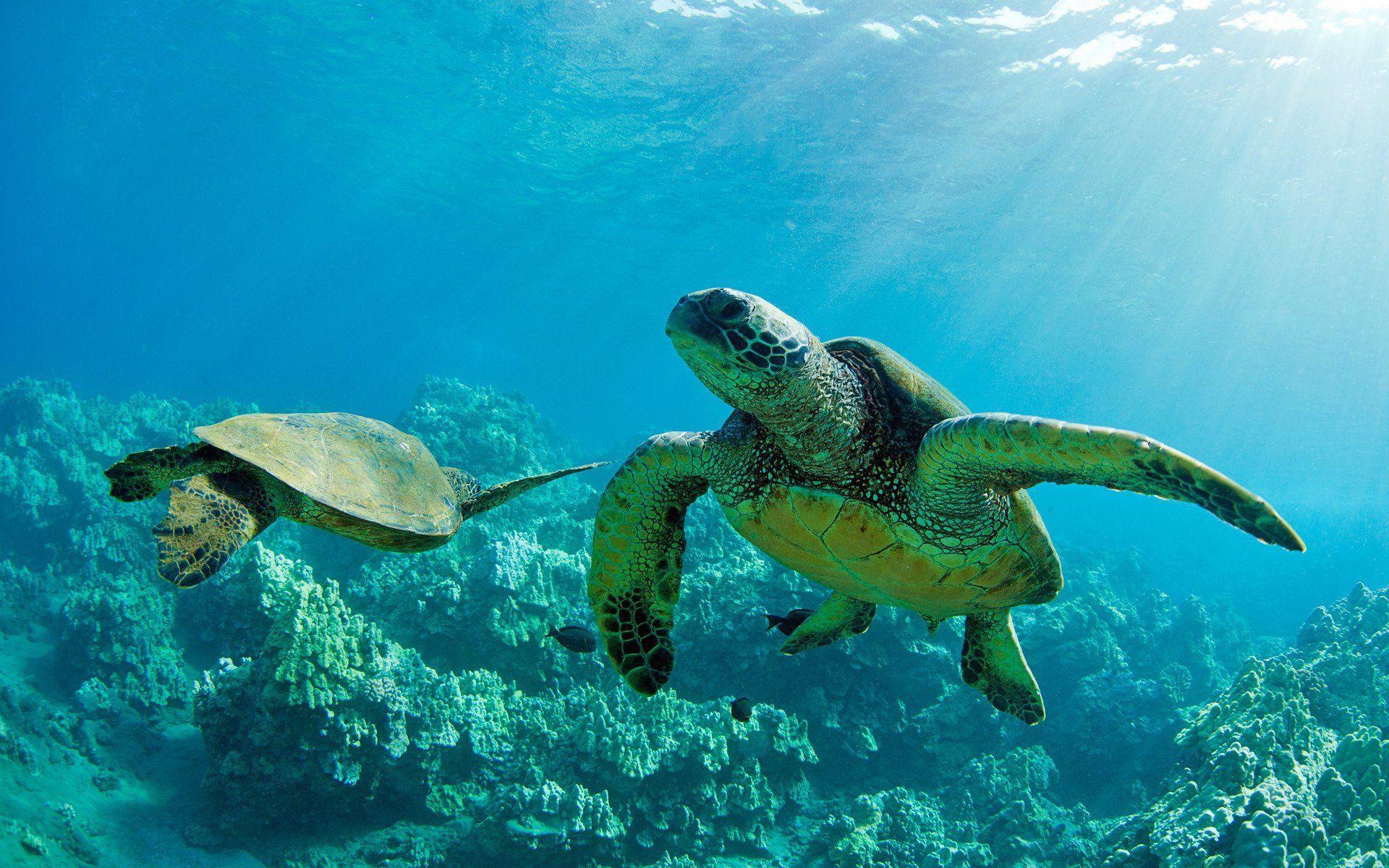 Hawaii Sea Turtles: HD Oceanic Wallpaper