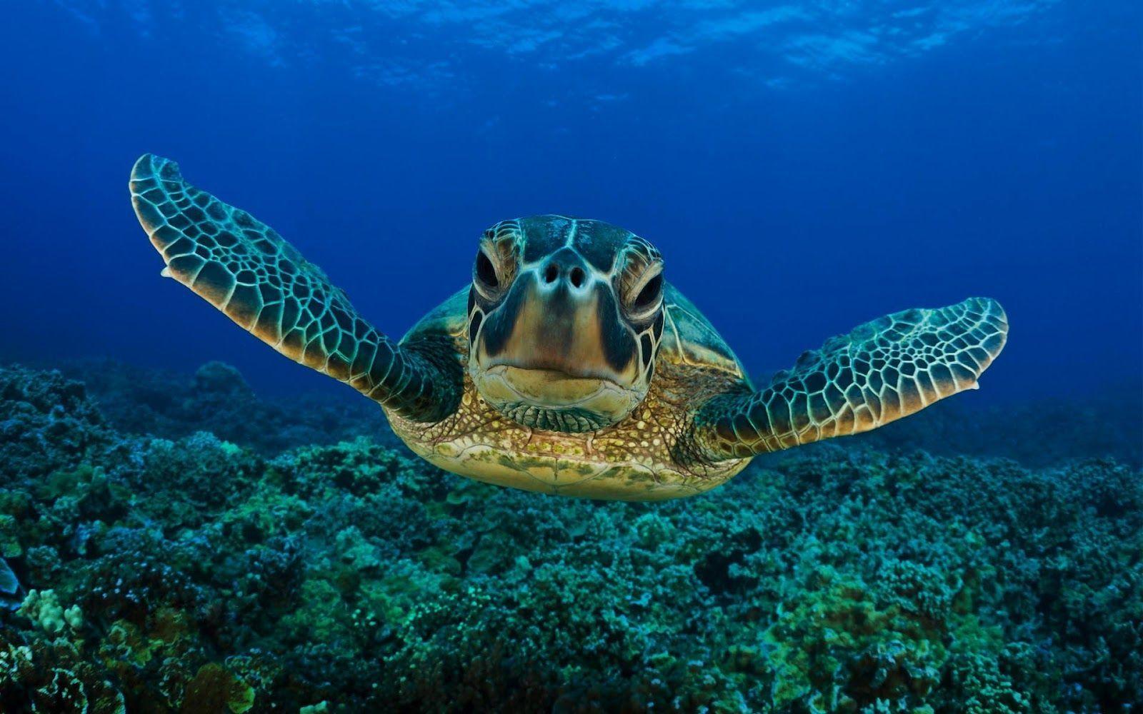 Turtle Swimming Wallpaper Hd Free High Definition Wallpaper Graphic