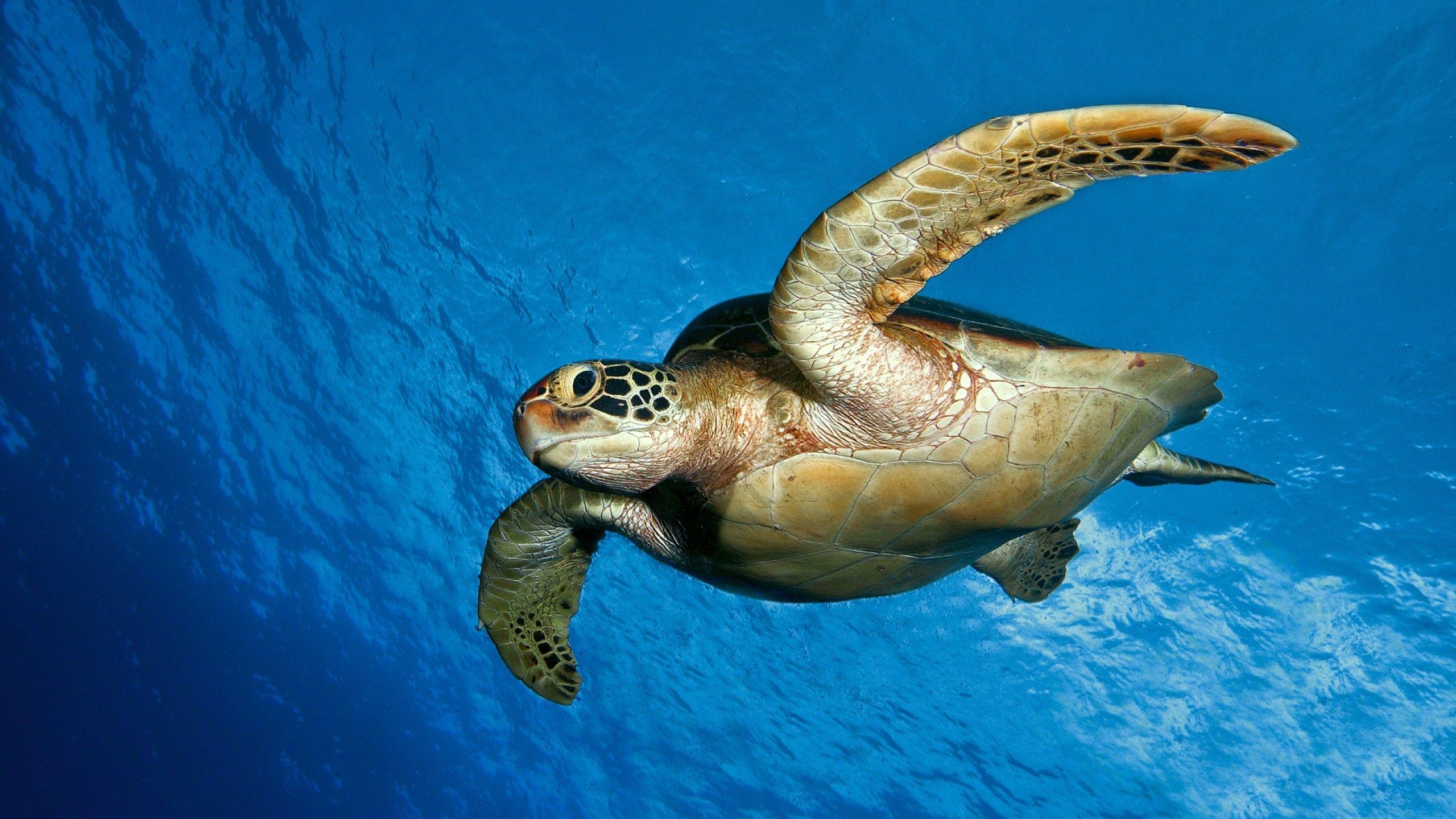 Sea Turtles Wallpaper