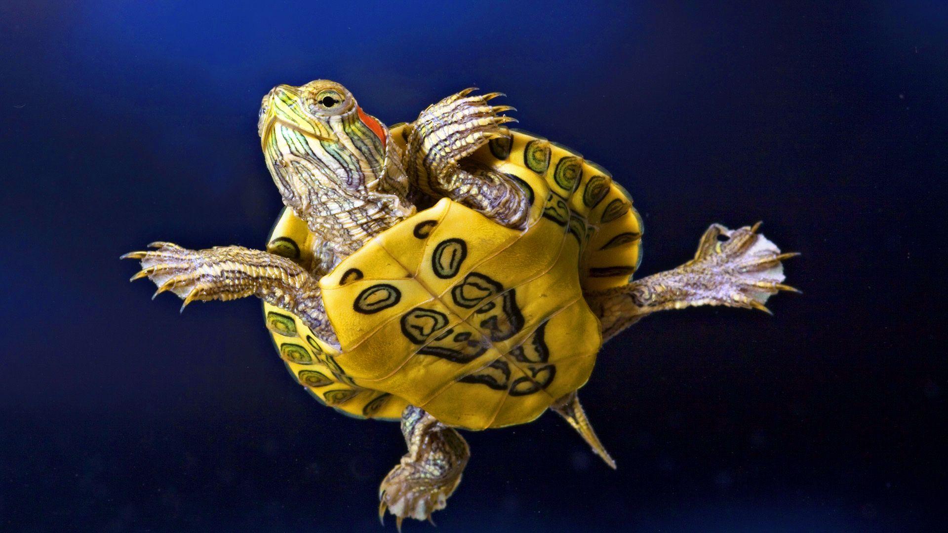 Turtle Wallpaper 4660 1920x1080 px