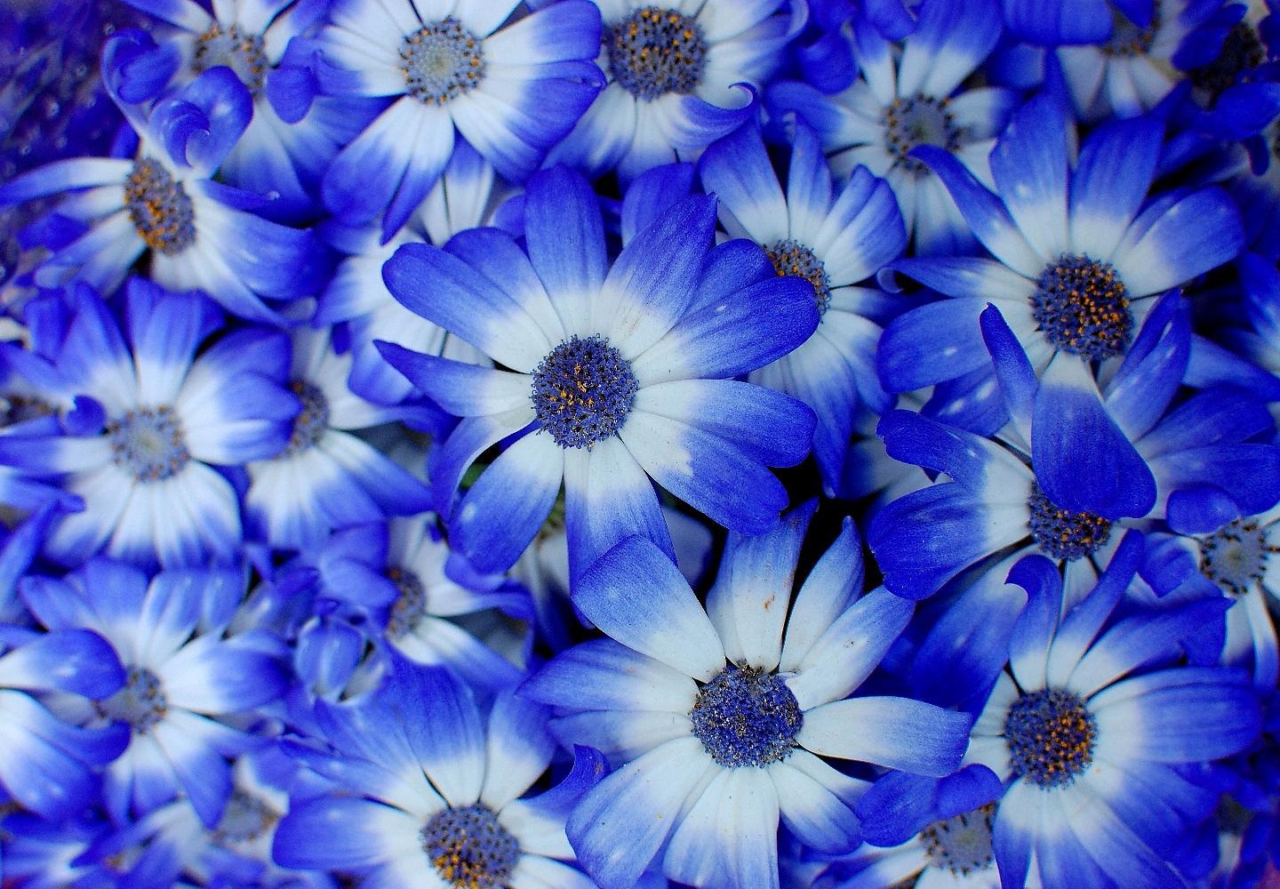 Blue Flowers HD Wallpaper 22 Desktop Background