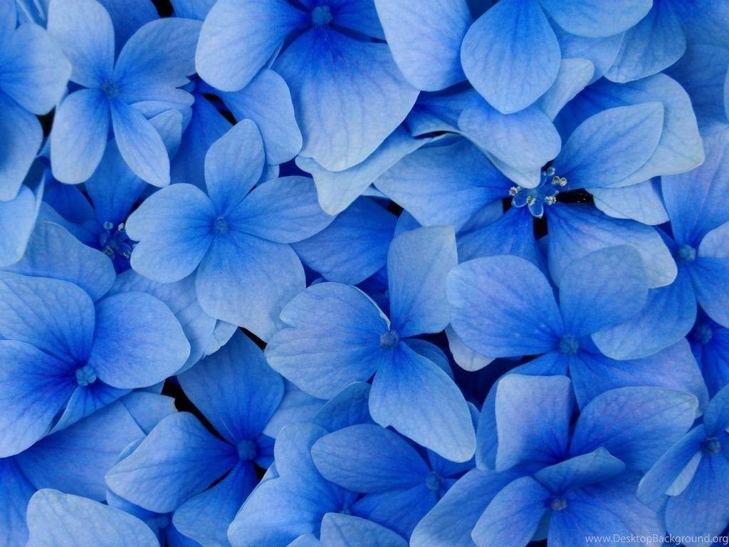 Blue Flower HD Wallpaper HD Wallpaper Background Of Your Choice