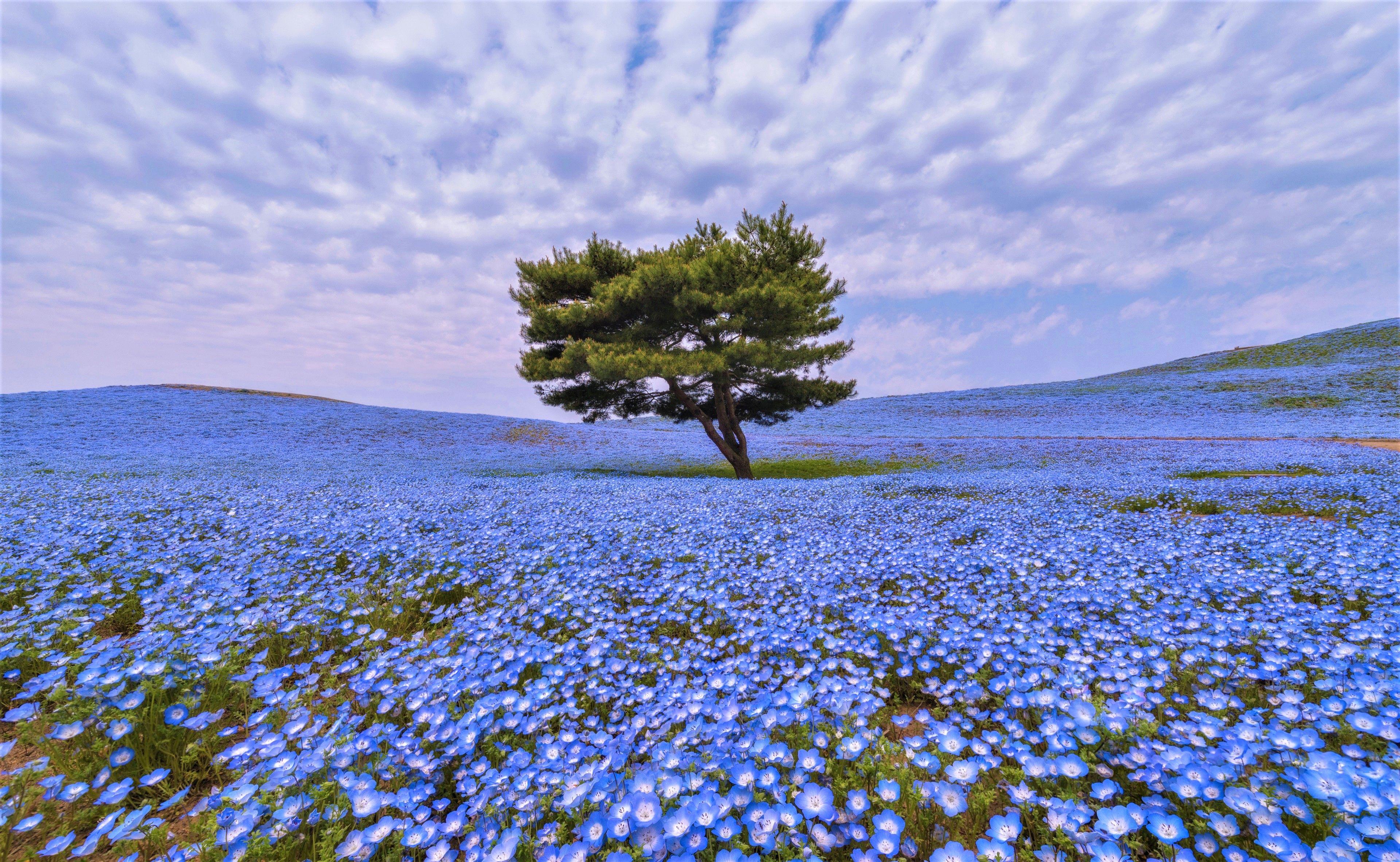Lone Tree in Flower Field 4k Ultra HD Wallpaper. Background Image