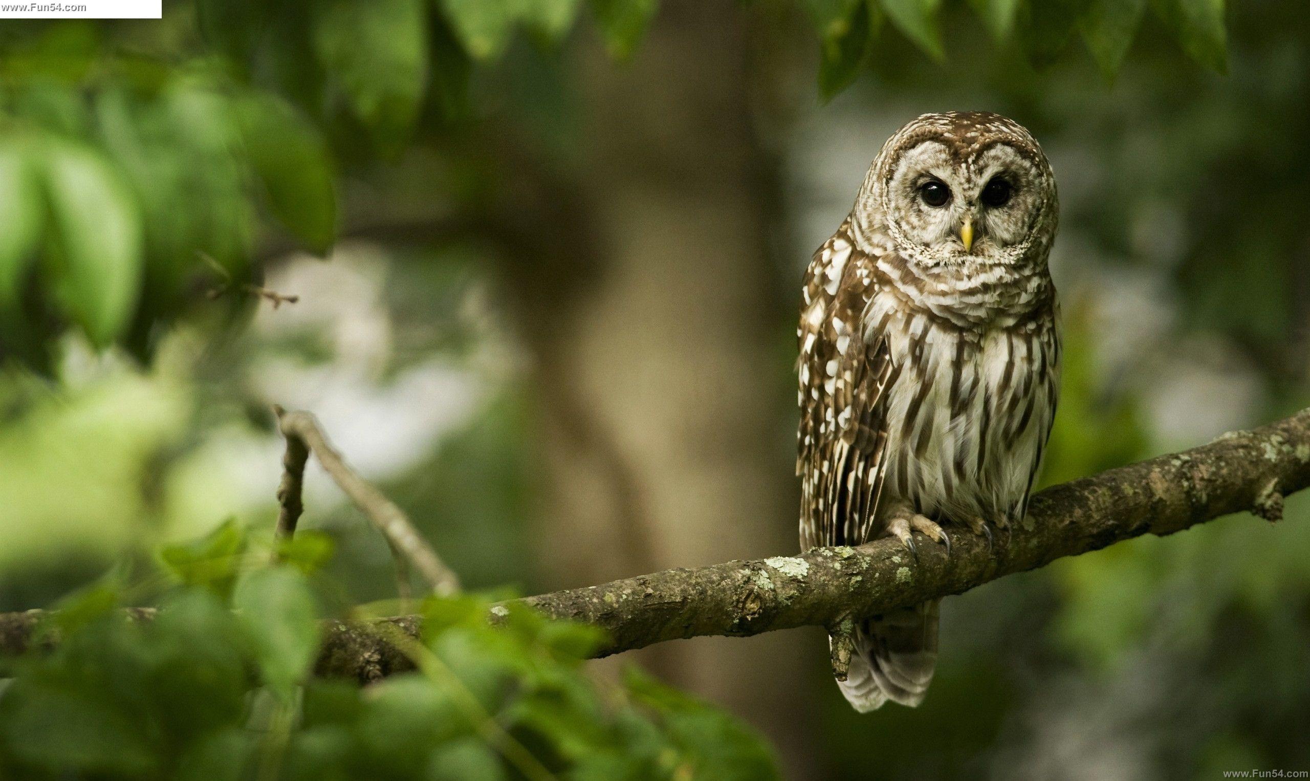 Owl Wallpaper For Computer