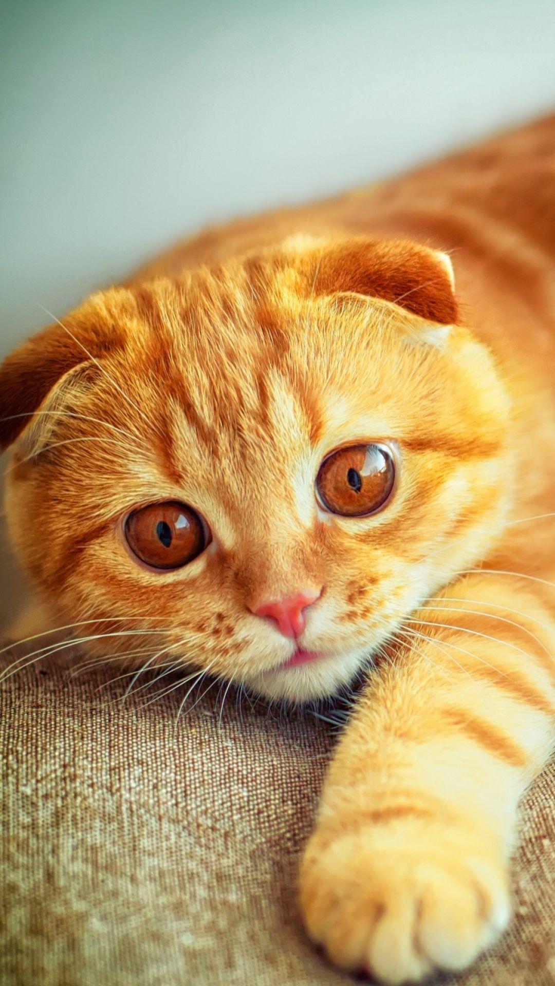 Portrait Wallpaper, Top Portrait HQ Pics, Portrait WD 98 Wallpaper