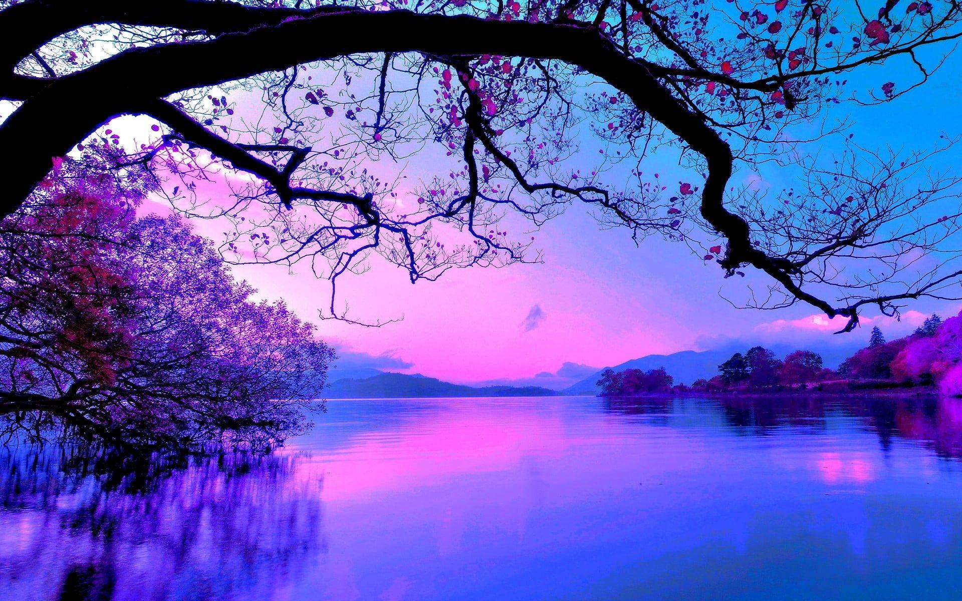 Purple sky, nature HD wallpaper