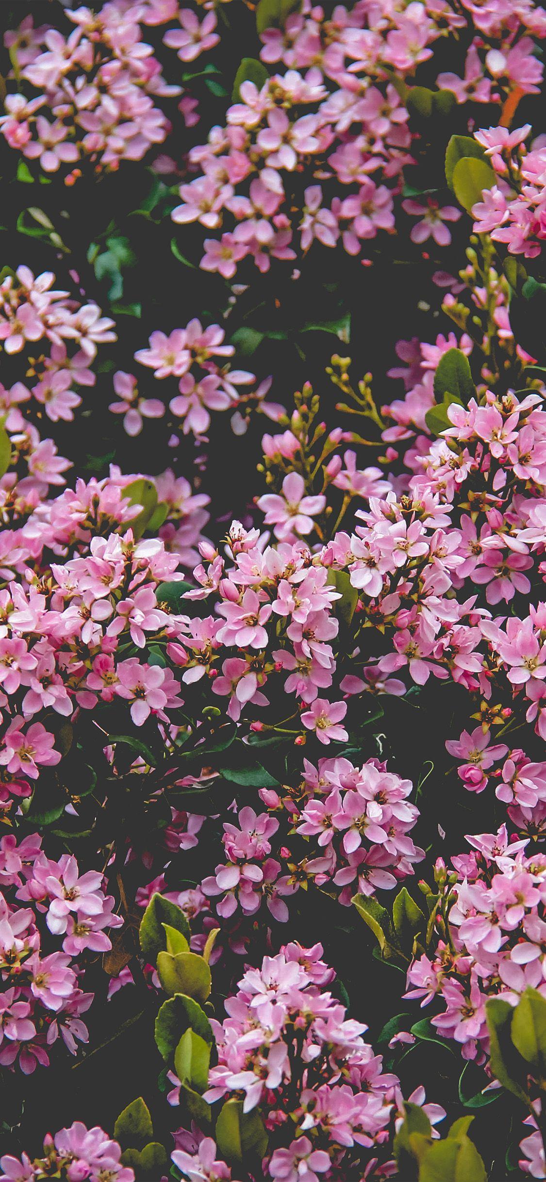 iPhoneX wallpaper: flower pink spring happy nature. Pink