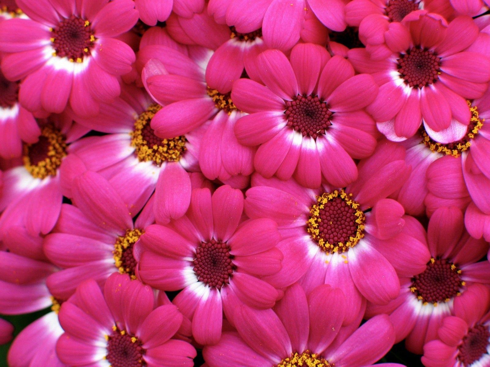 Artistic Kinds Of Pink Flowers Abstract Art Artistic Kinds Of Pink Flowers Abstract Art