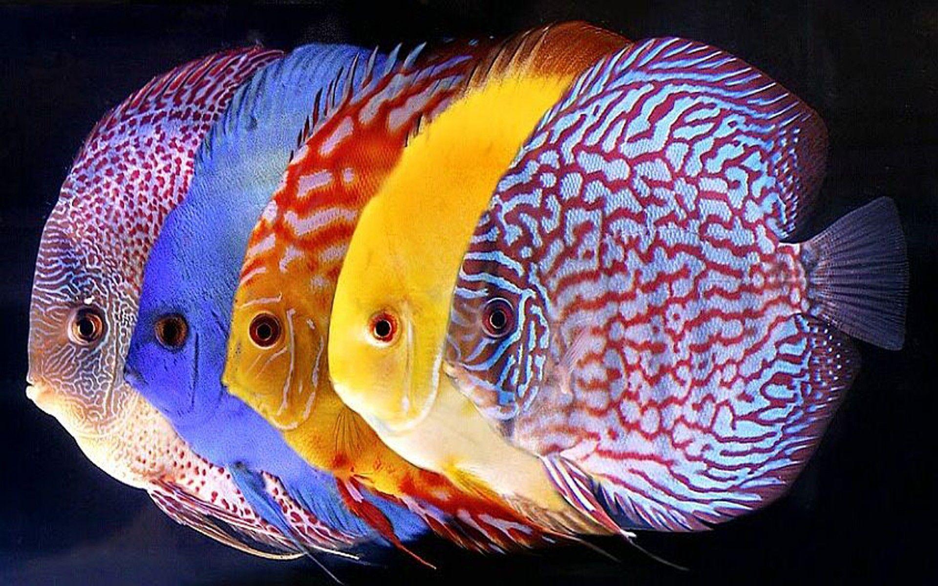 Symphysodon Discus Tropical Fish For Wallpaper HD Mobile Phone