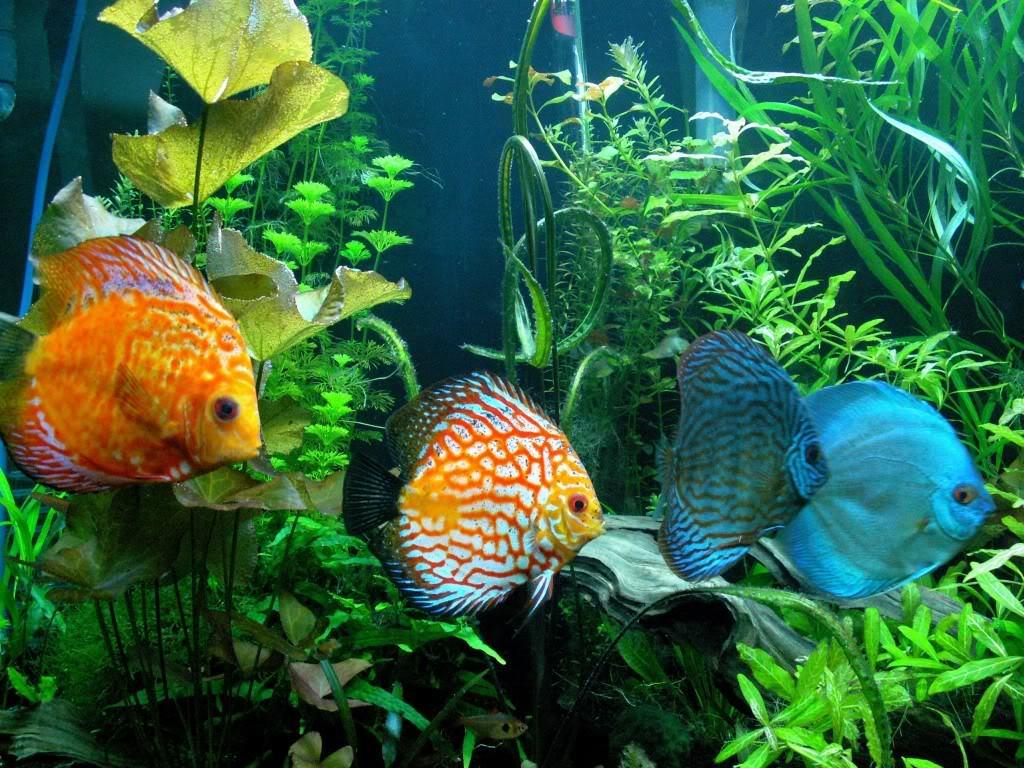 Group Of Discus Fish Wallpaper