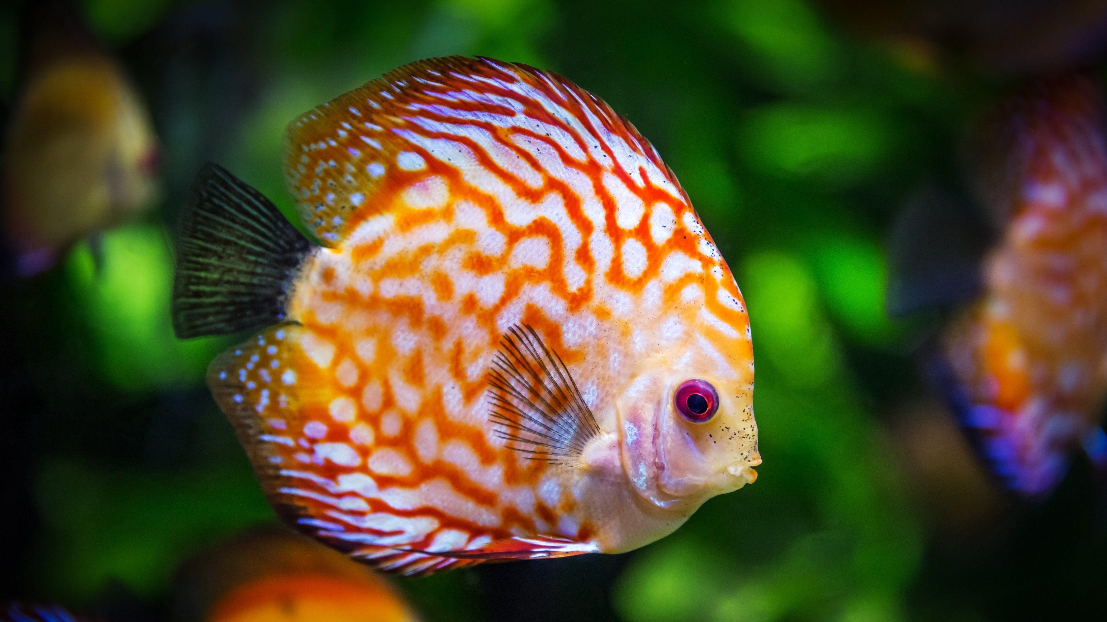 Discus Fish Underwater Wallpaper, Android & Desktop Background