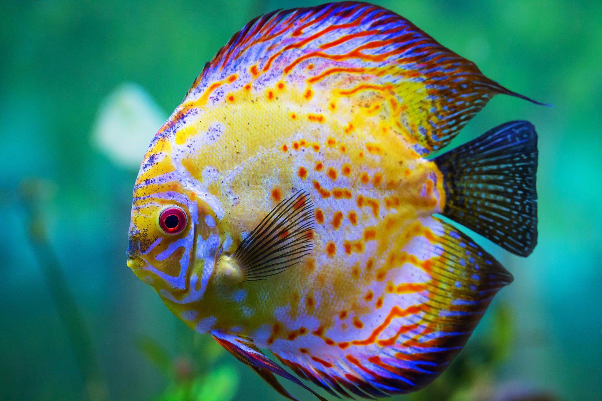 DISCUS tropical fish HD wallpaper. goldfish, koi, and other