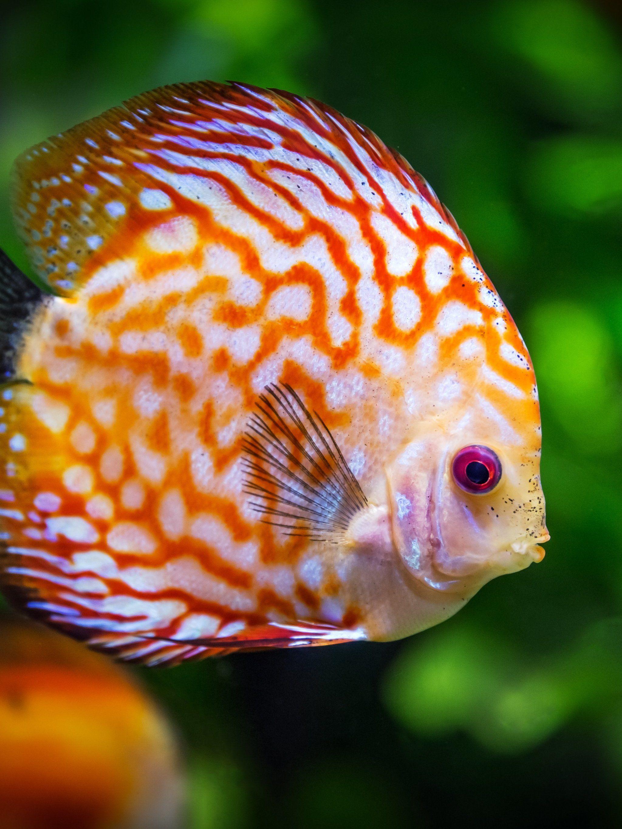 Discus Fish Underwater Wallpaper & Desktop Background