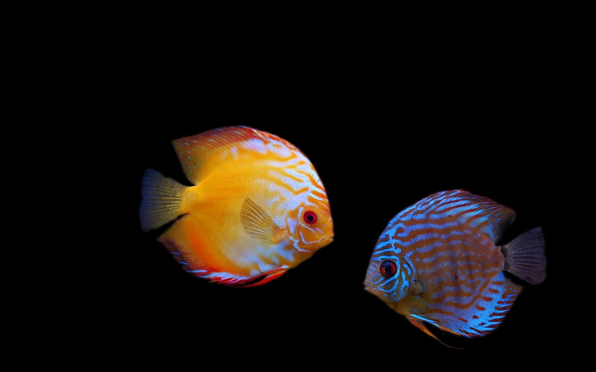 Discus Fish HD Wallpaper and Background Image
