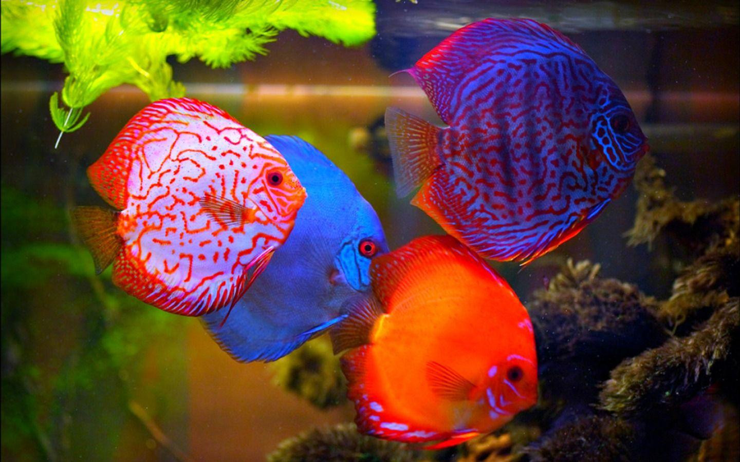 Fish Wallpaper Discus Wallpaper Live Tropical