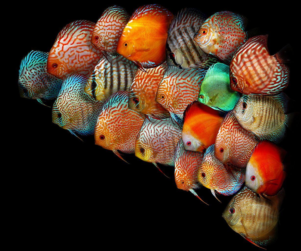 image Fish Underwater world Discus fish Many Animals