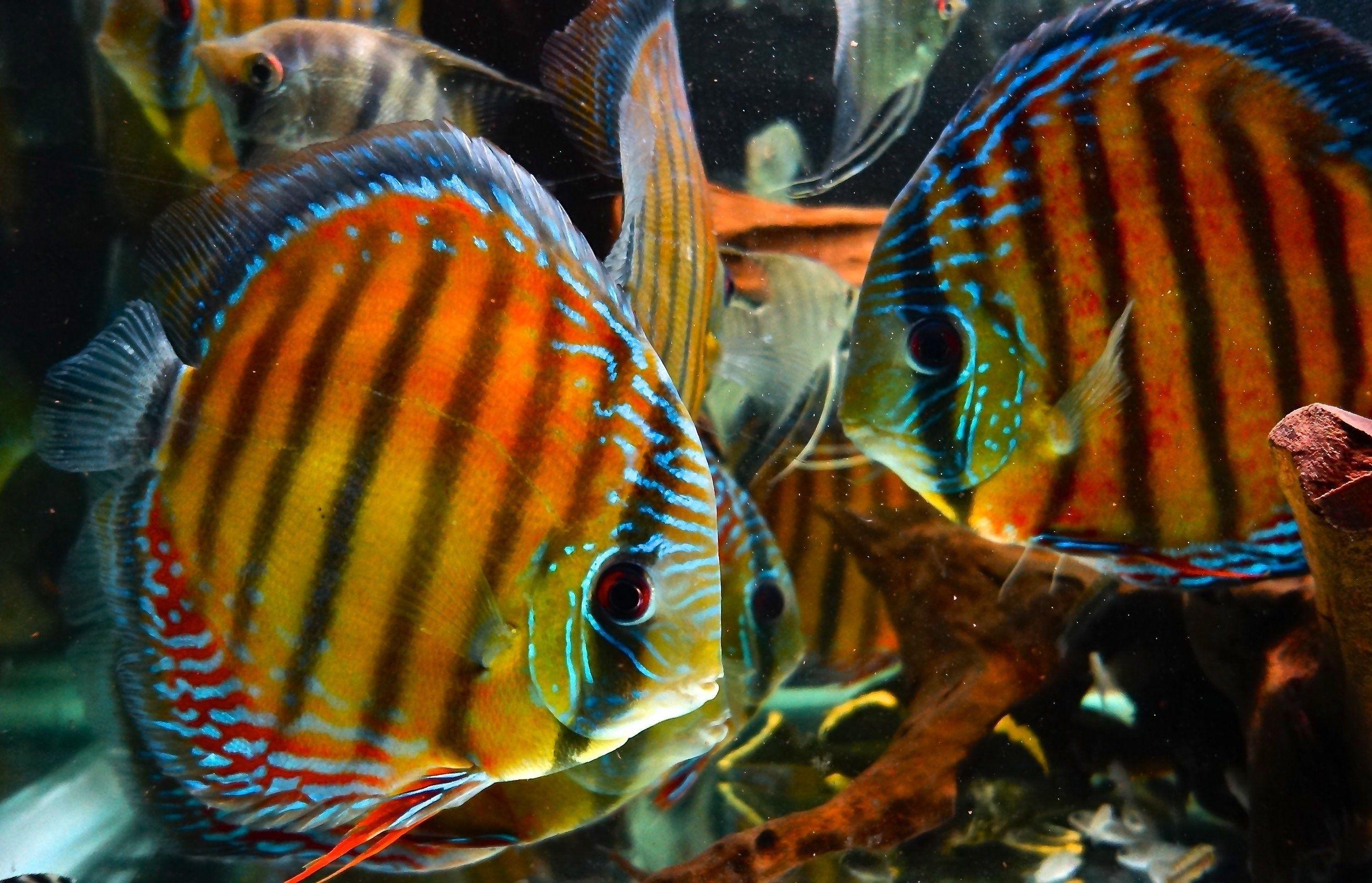 Fishes: Fish Tropical Discus Ocean Desktop Background for HD 16:9