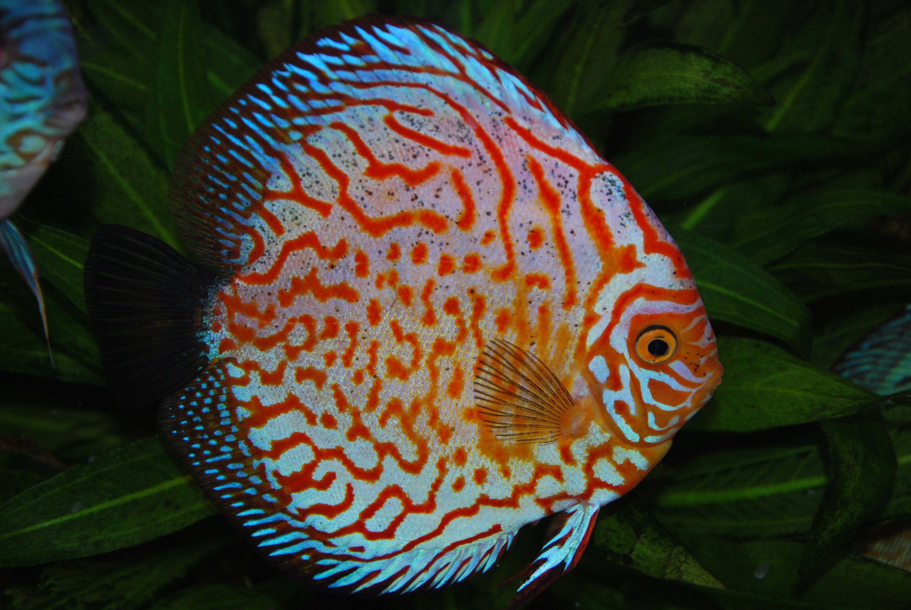 Fishes Tropical Discus Fish Betta Wallpaper Windows 7 Fishes