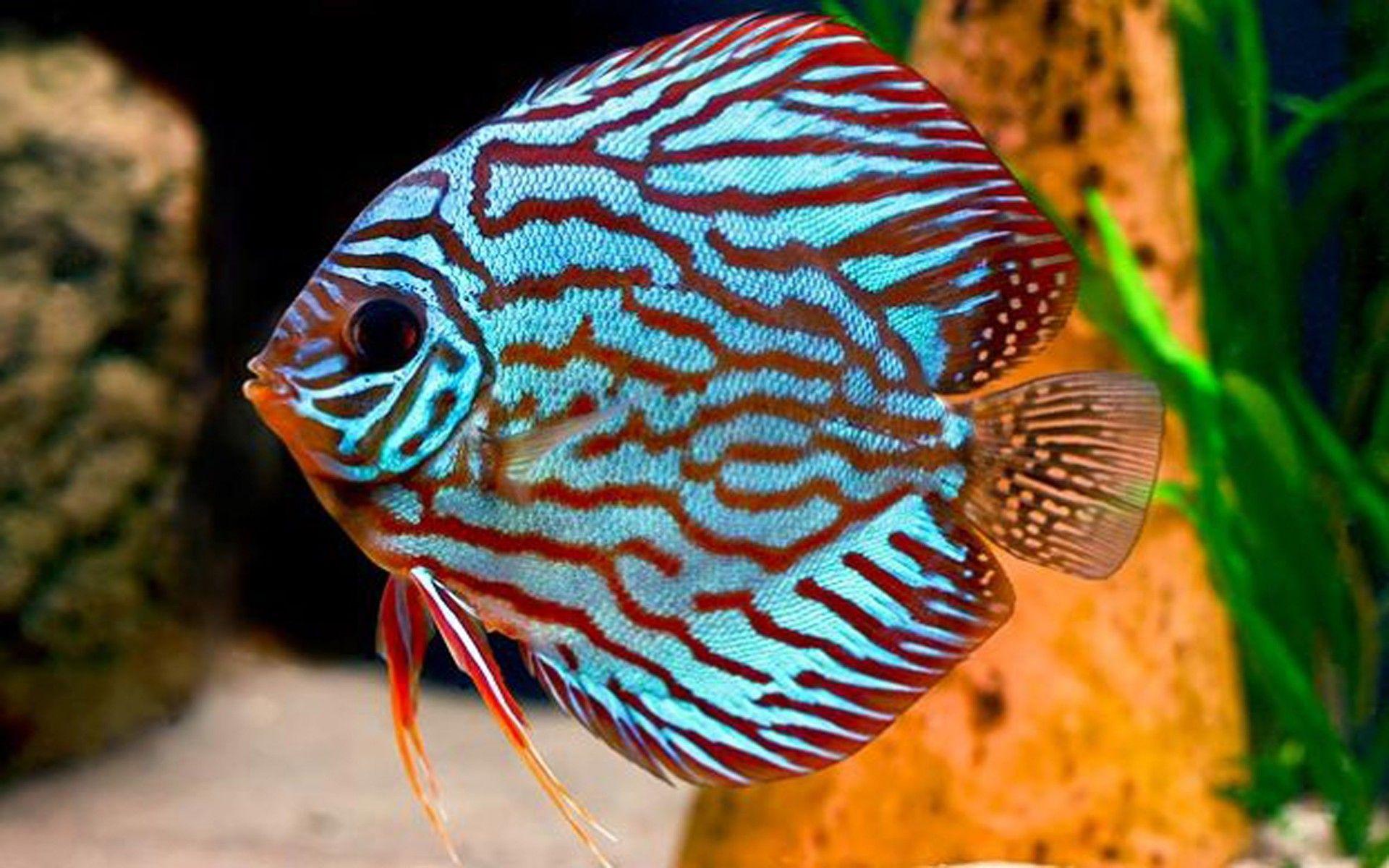 Discus Fish Look For Colour, Wallpaper13.com