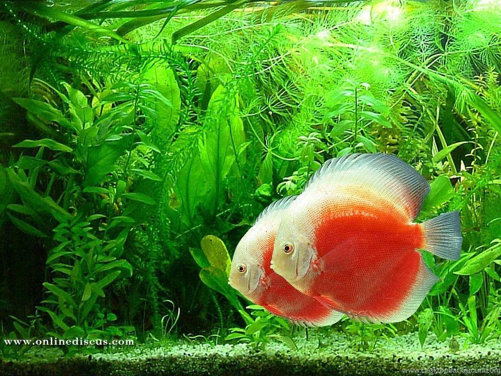 Welcome To Online Discus.com > Download Discus Fish Wallpaper