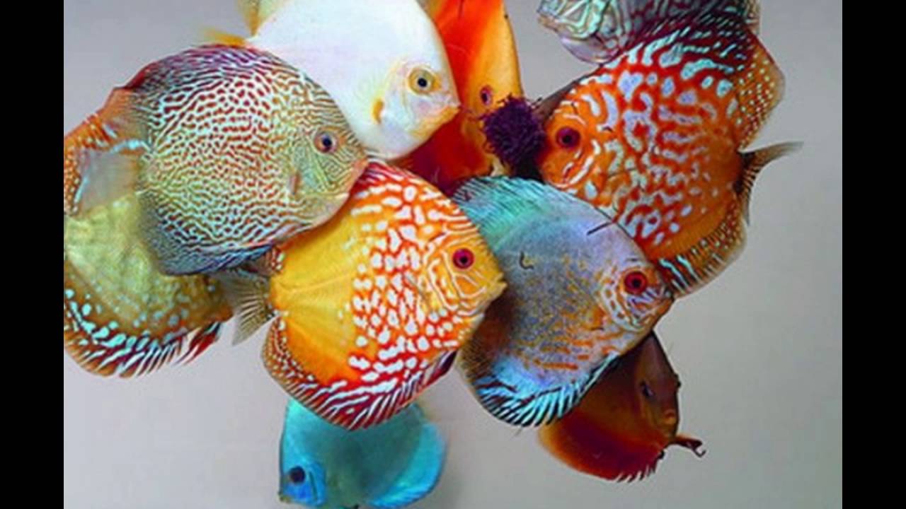 Real Water Fish HD Wallpaper And Video