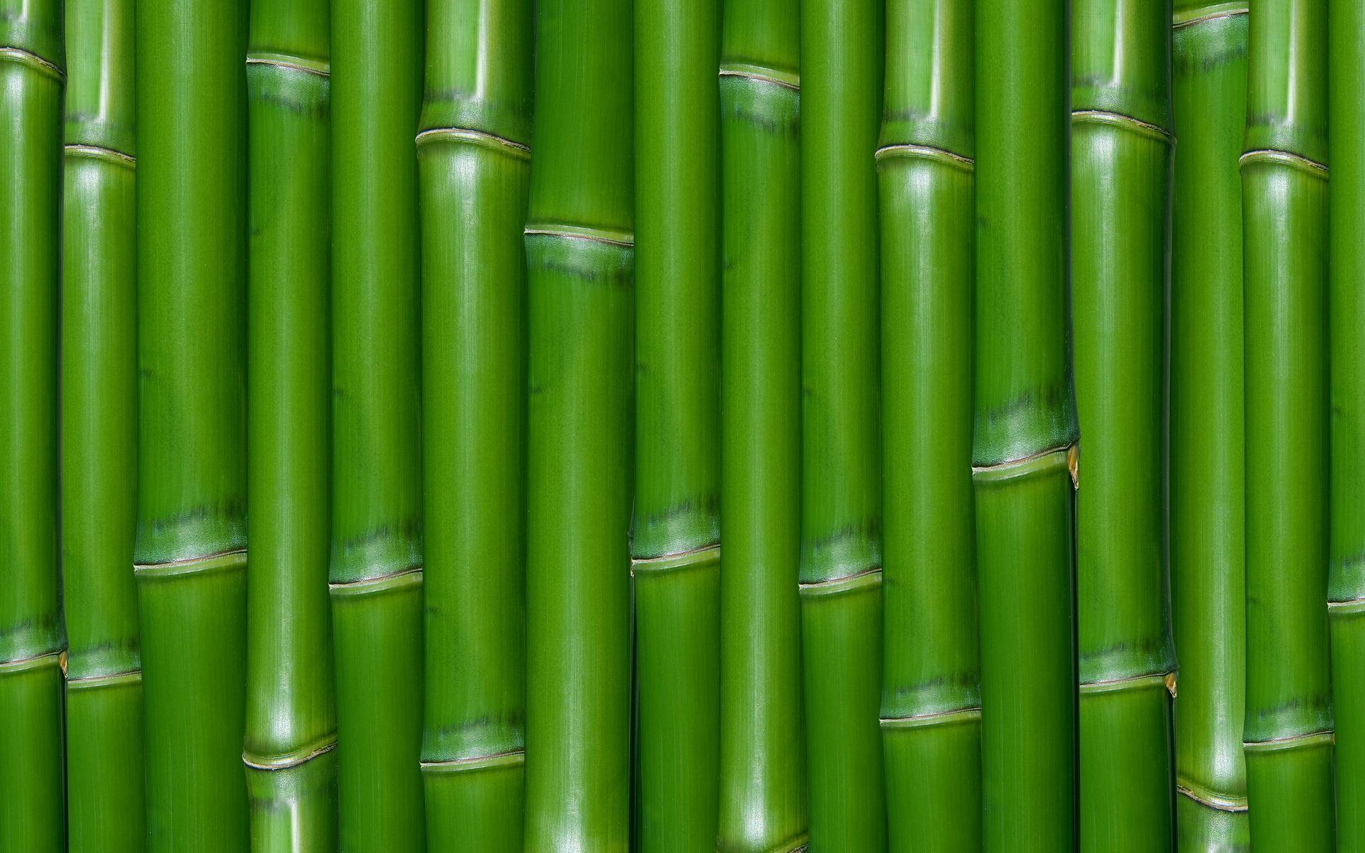 Bamboo Background Free Download