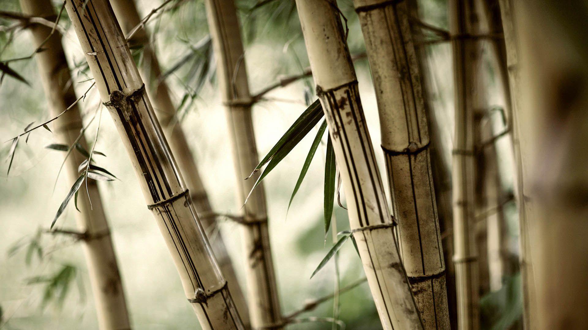 Bamboo New HD Wallpaper 2015 (High Quality) HD Wallpaper