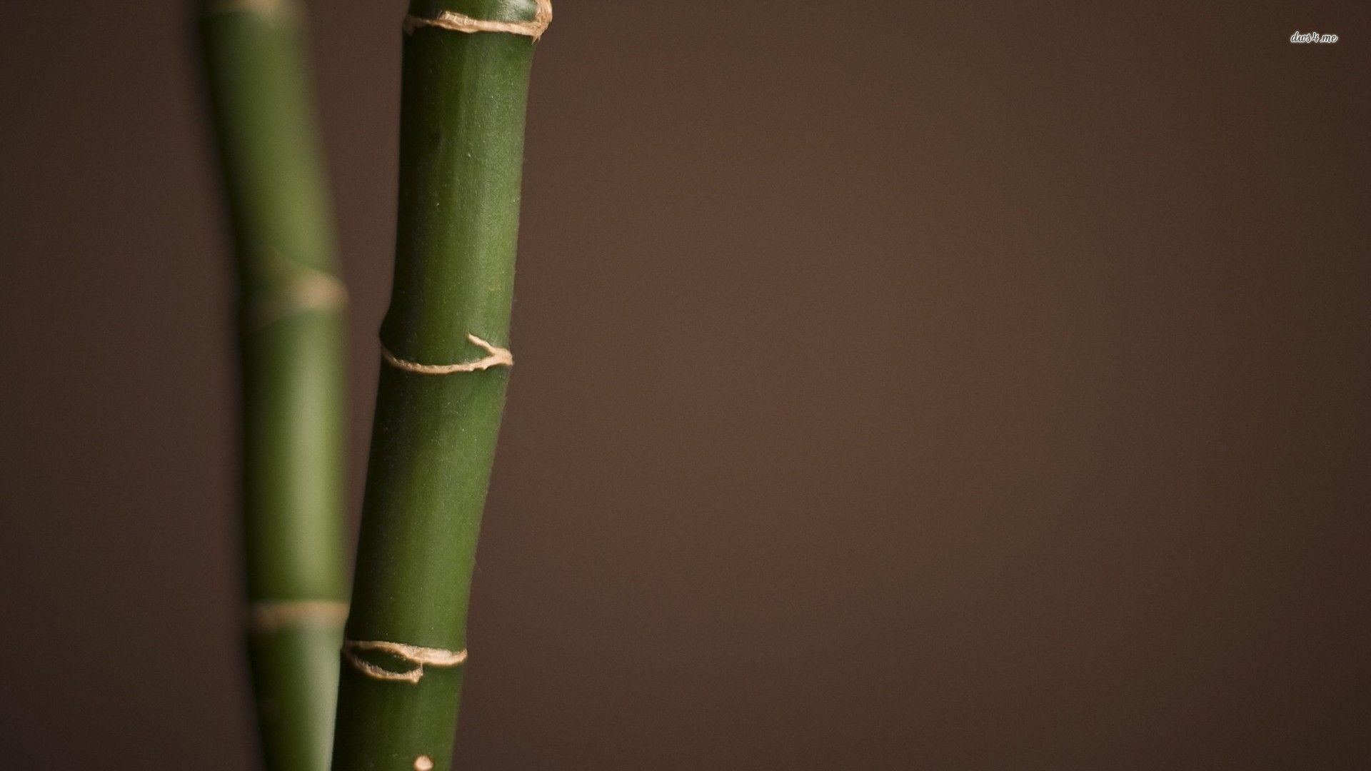 Bamboo Wallpaper