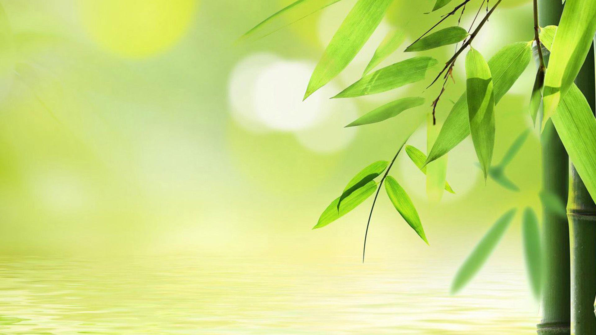 Bamboo Wallpaper, Bamboo HD Image