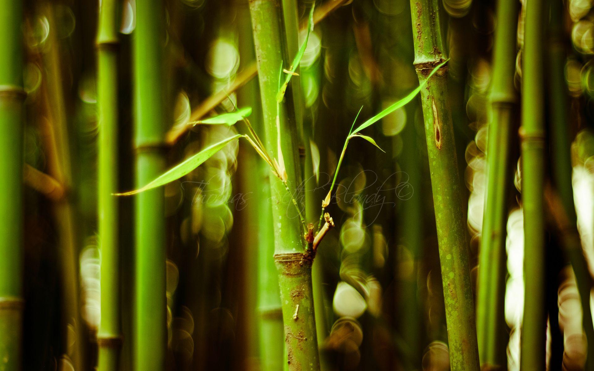 Desktop Wallpapers HD Bamboo Tree - Wallpaper Cave