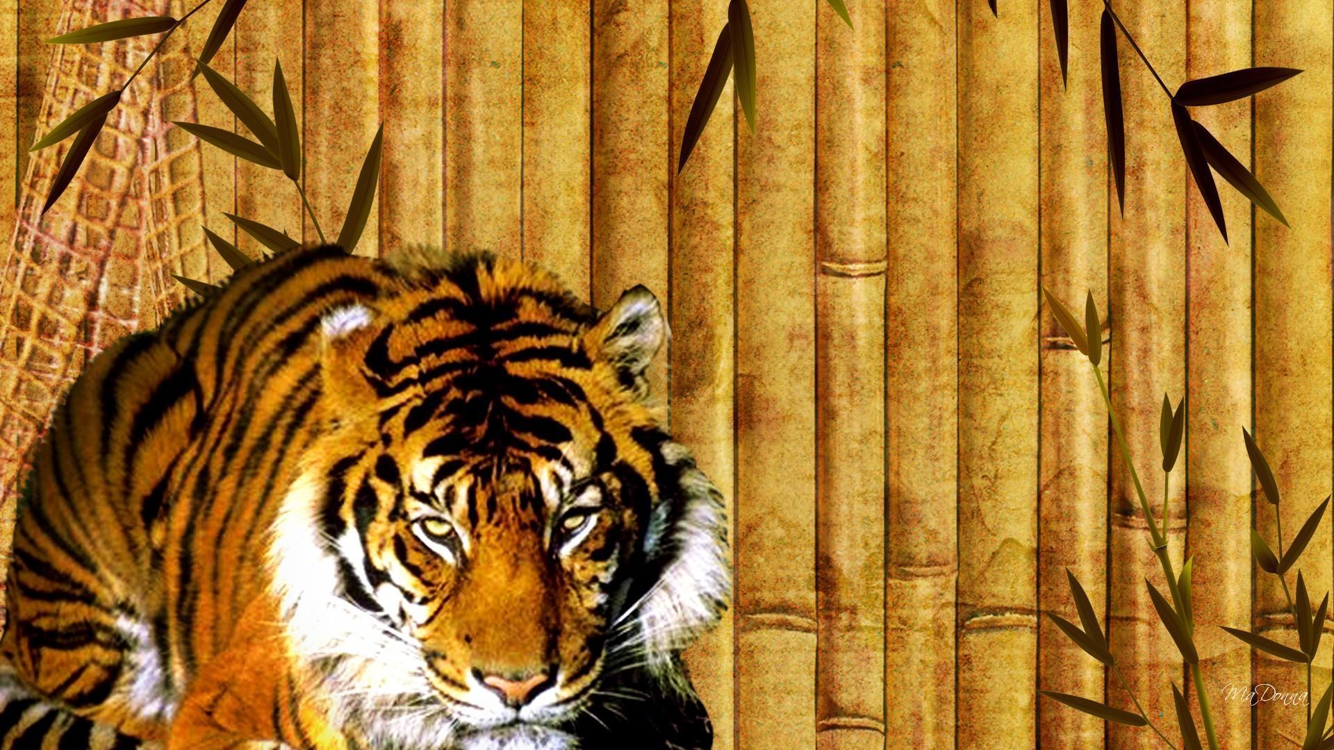 Bamboo Tiger HD desktop wallpaper, Widescreen, High Definition