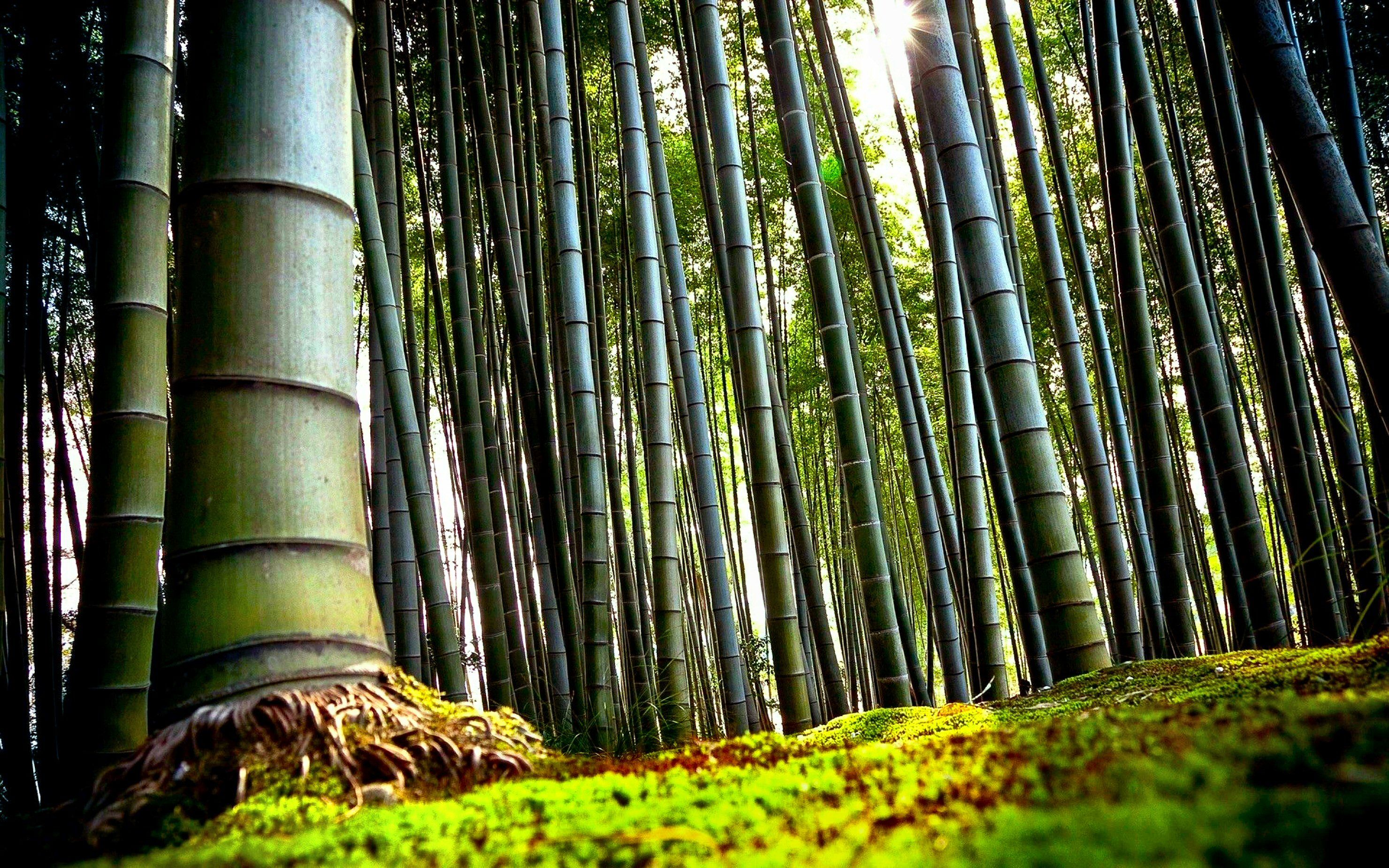 Bamboo HD Wallpaper and Background Image
