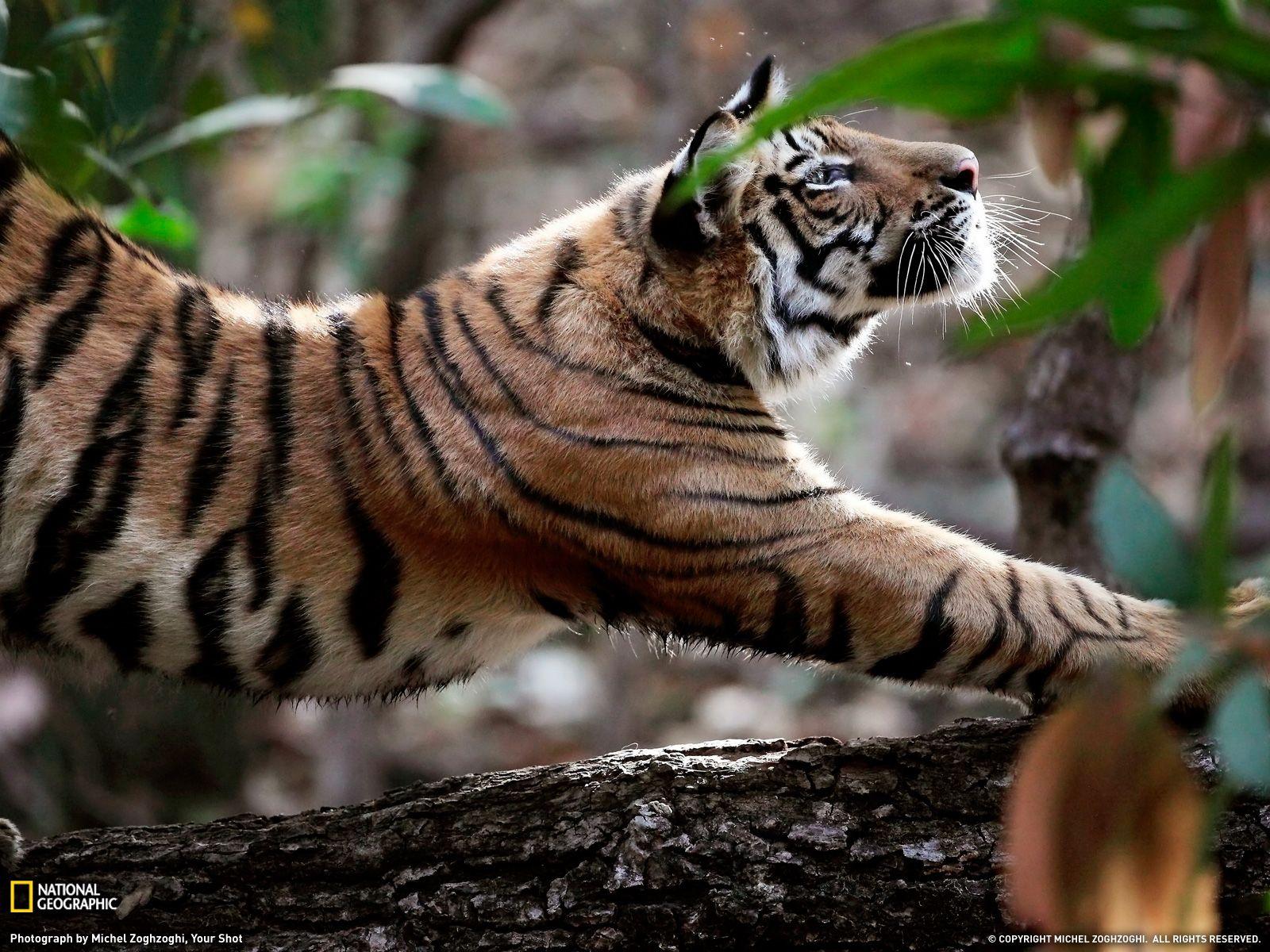 Stretching Tiger Photo, Animal Wallpaper