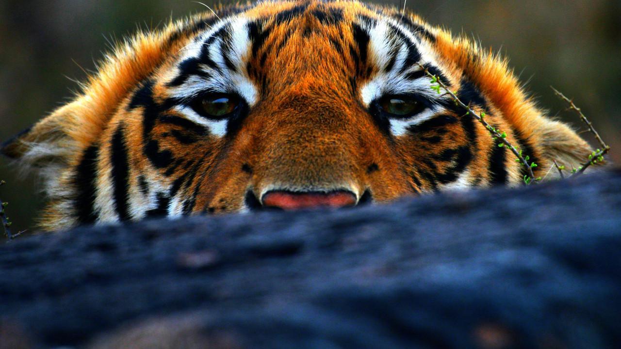 Tiger Man Photo Man Geographic Channel