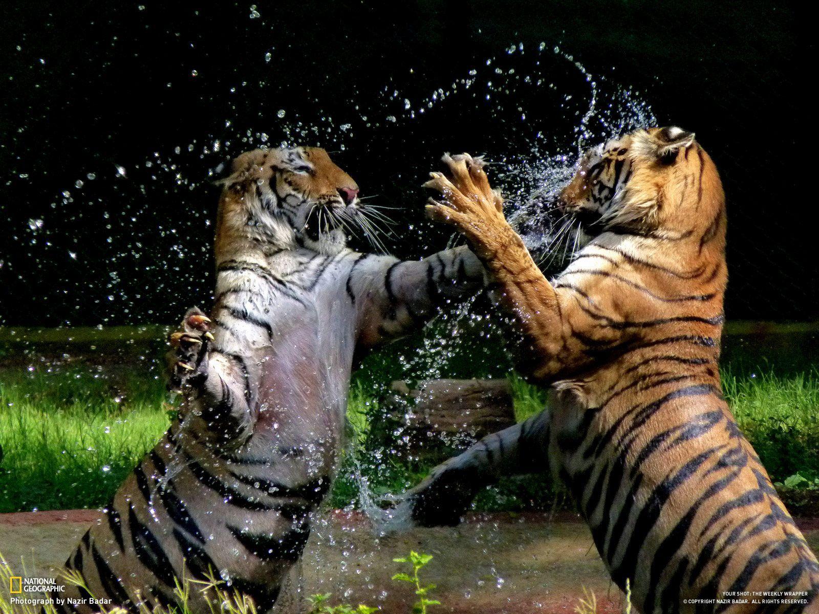 Bengal Tigers from National Geographic. Wildlife