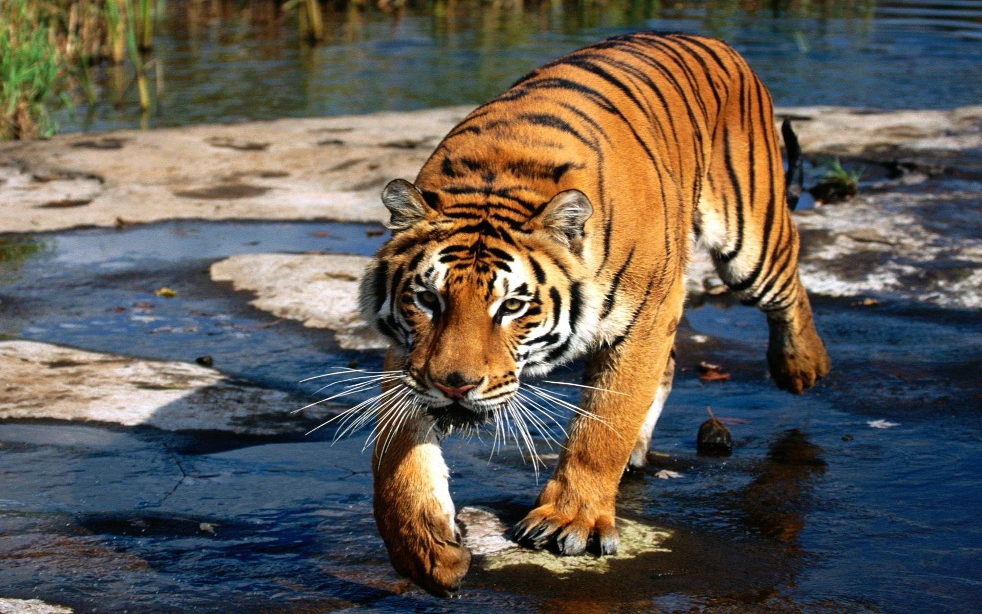 Bengal Feline Mammal Tiger National Geographic Animal HD Wallpaper