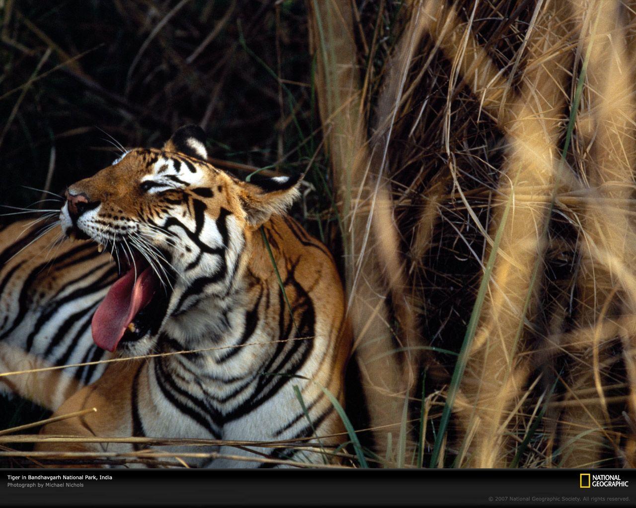 Wildlife: National Geographic 100 Best Wildlife Animal Wllpapers