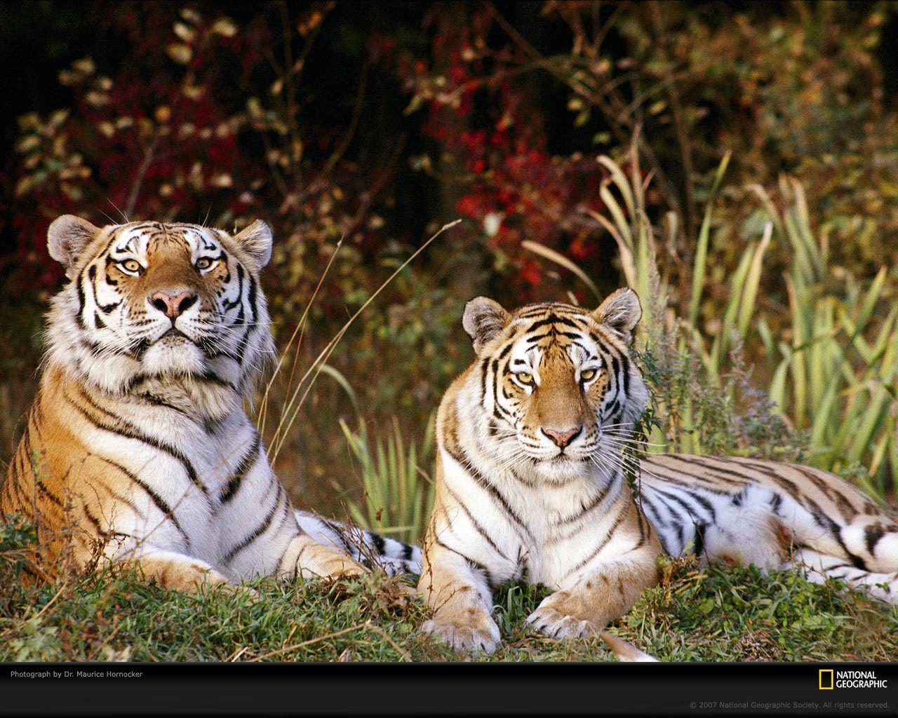 Tiger Wallpaper 1280x1024