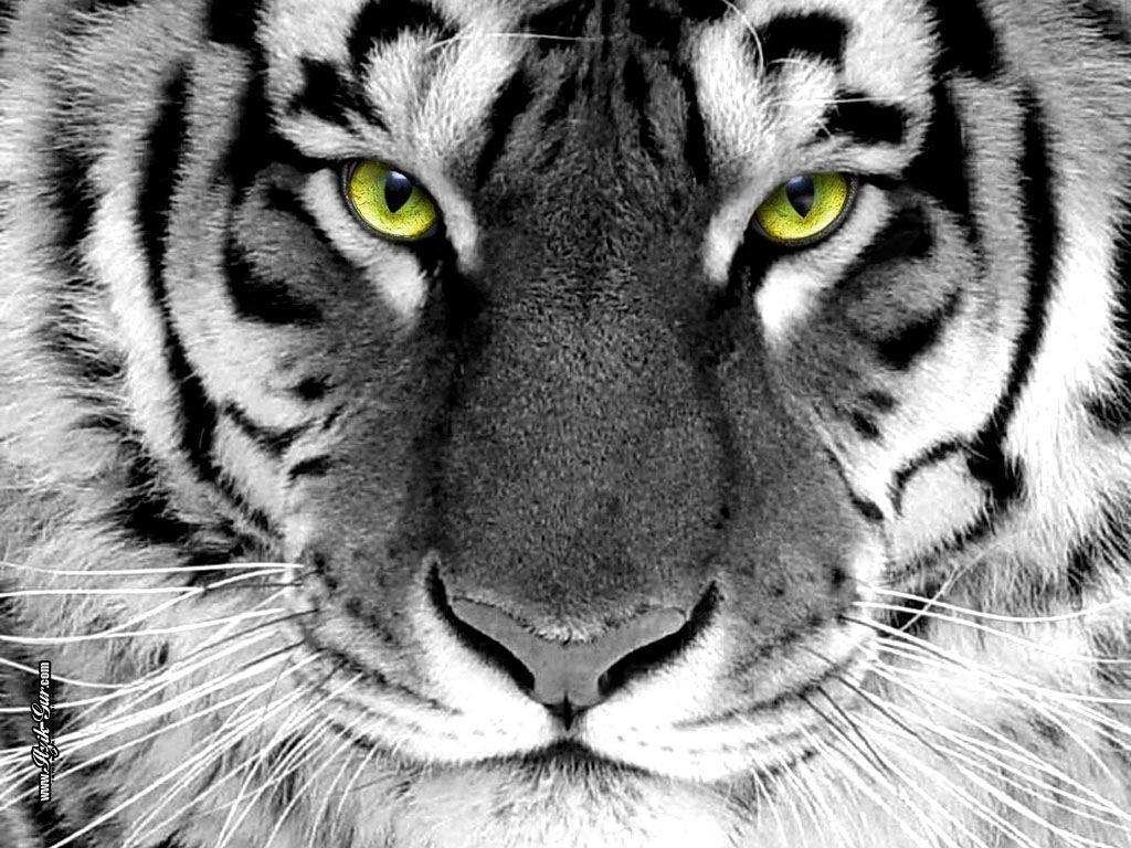 White Tiger Wallpaper. Motivational Quotes Wallpaper