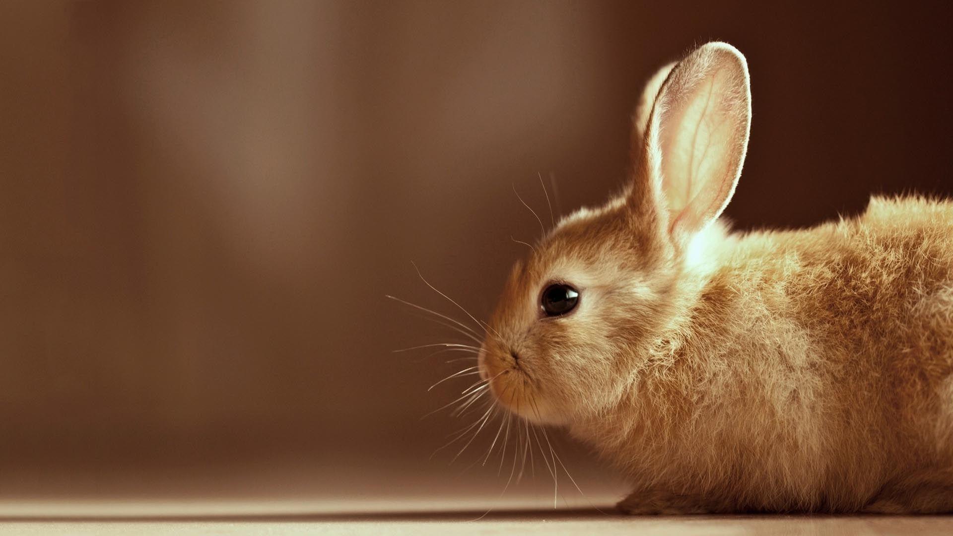Bunny Wallpaper Find best latest Bunny Wallpaper For your PC