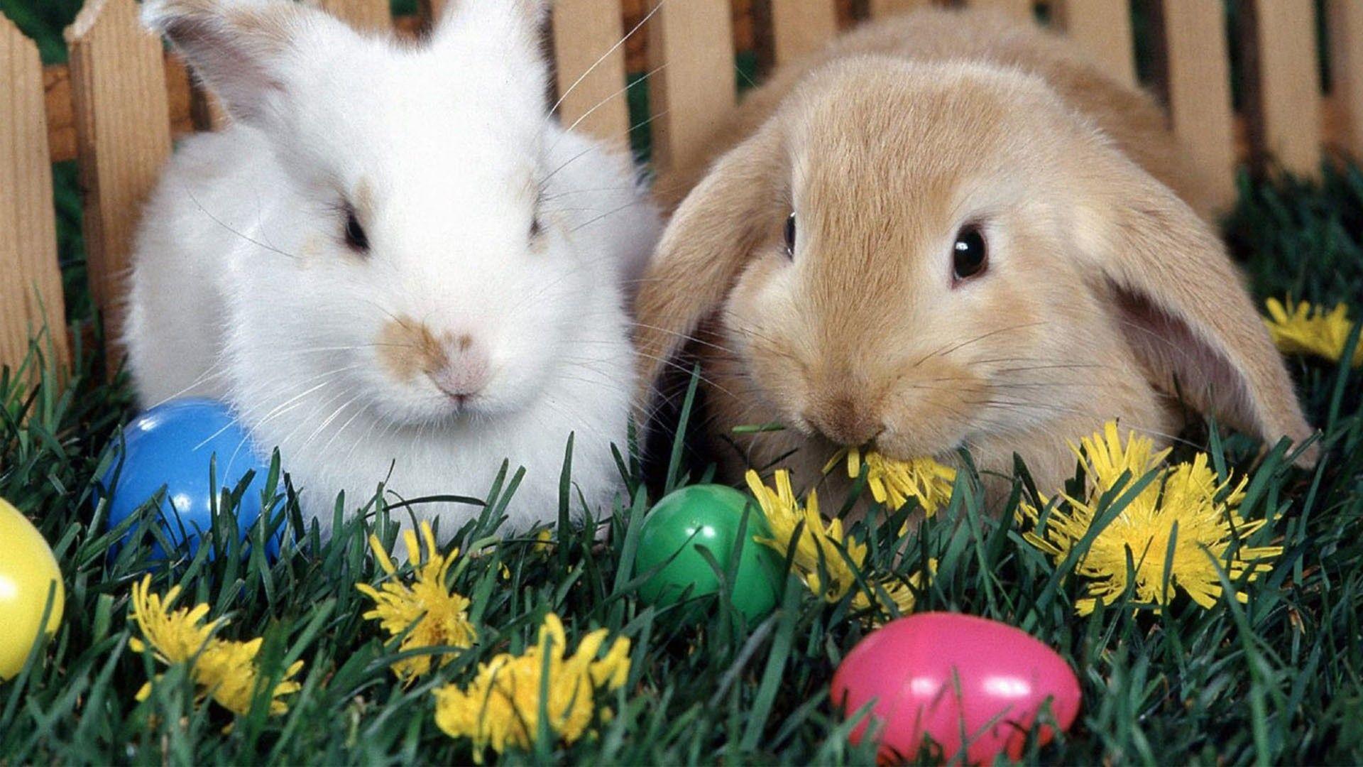 Easter Bunny 2013 Picture Background HD Wallpaper