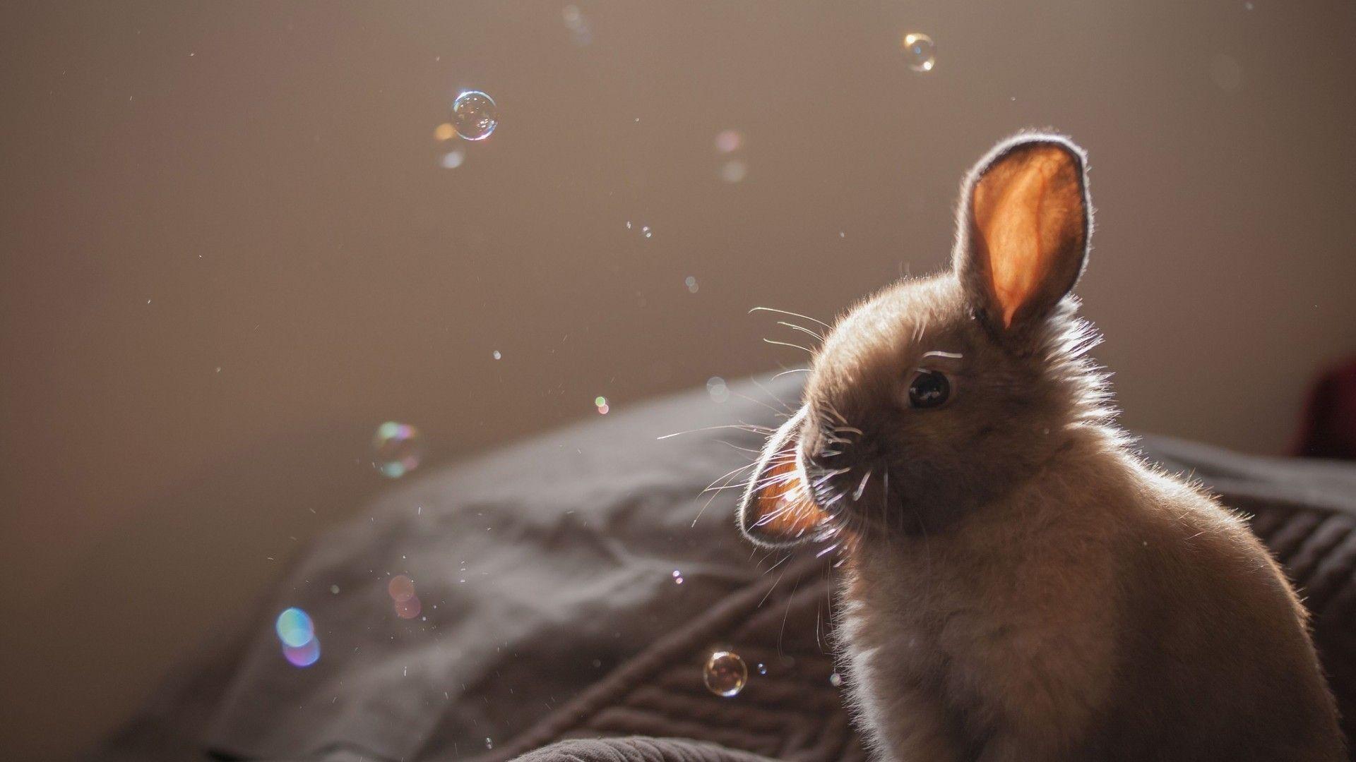 Rodent: Cute Rabbit Bubbles Brown Bunny Background Desktop Rodents