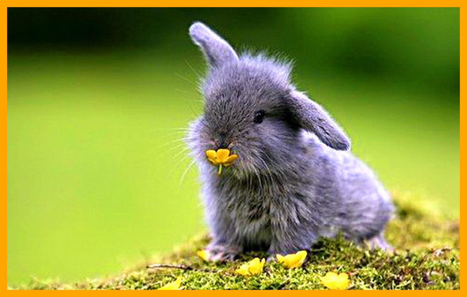 Unbelievable Baby Bunny Background For Desktop Wallpaper Wiki Rabbit