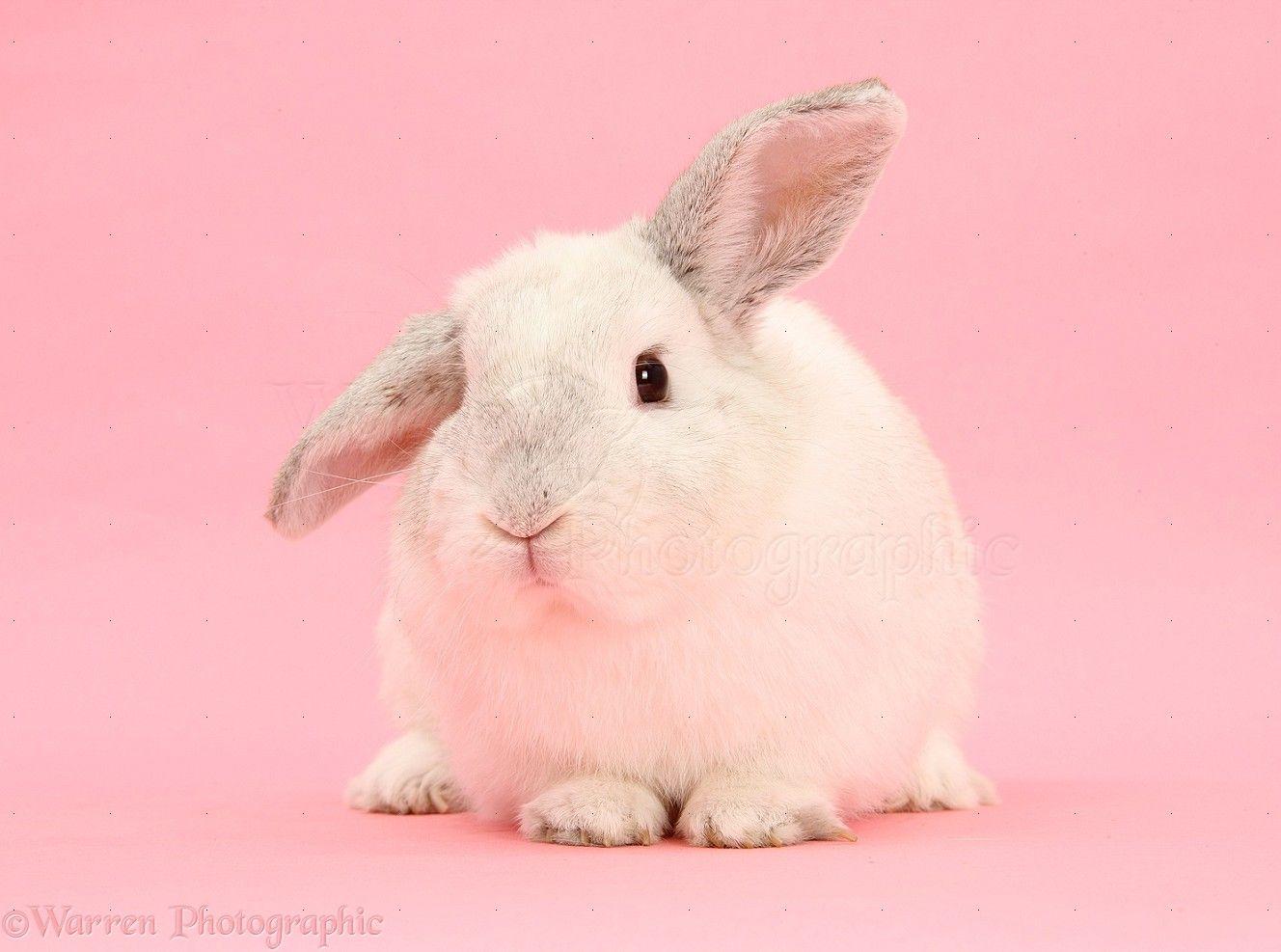 White rabbit on pink background photo WP26921