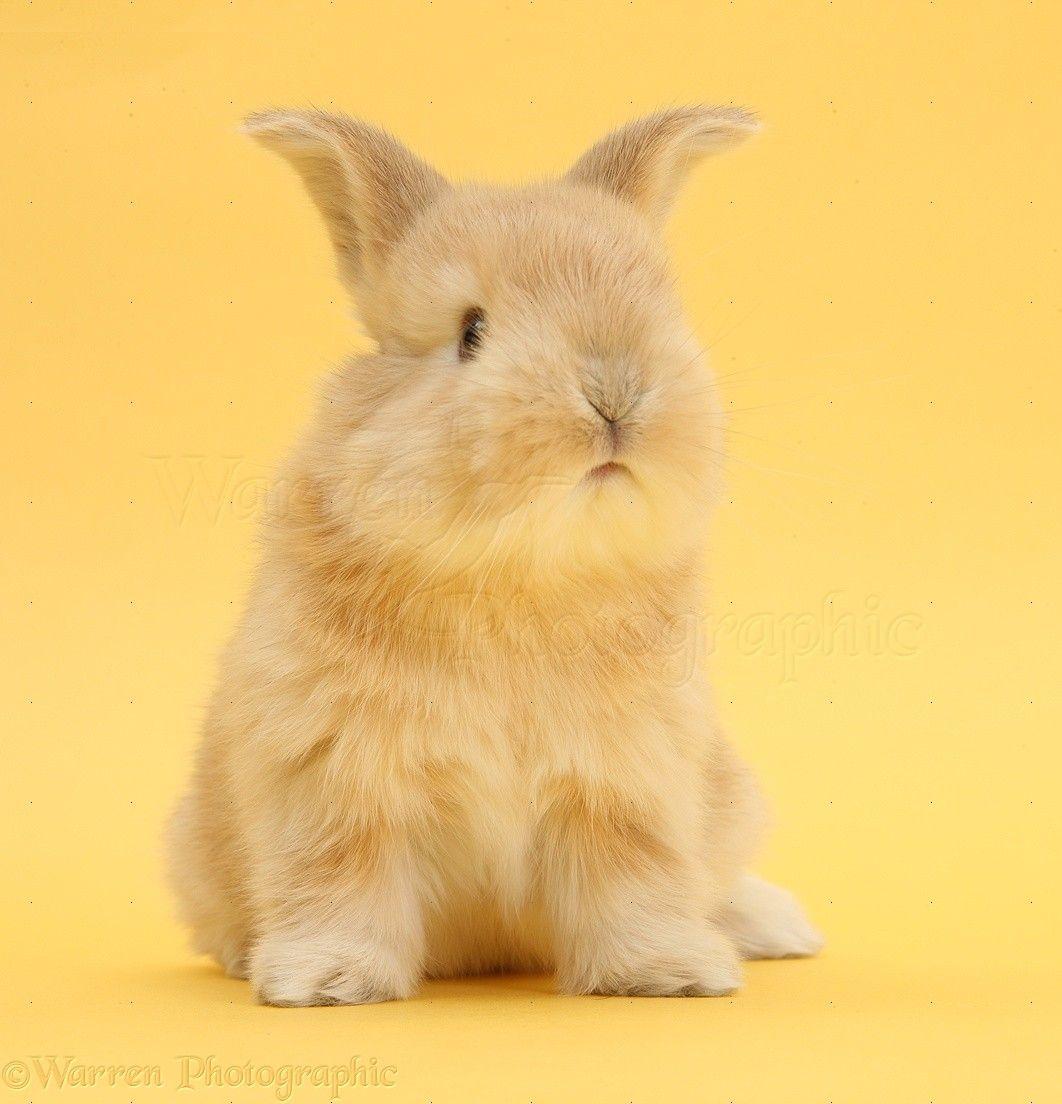Cute sandy bunny on yellow background photo WP38988
